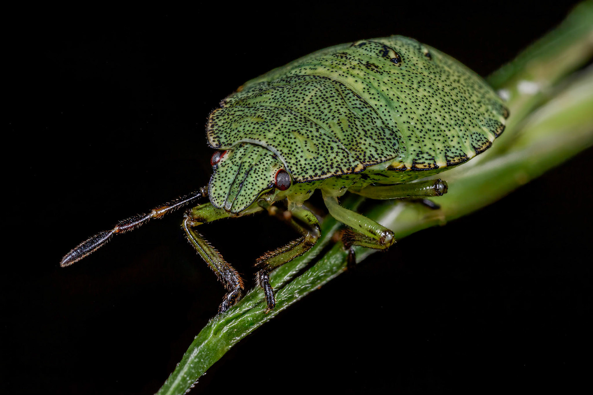 Common Green Shieldbug Nymph (Palomena prasina)