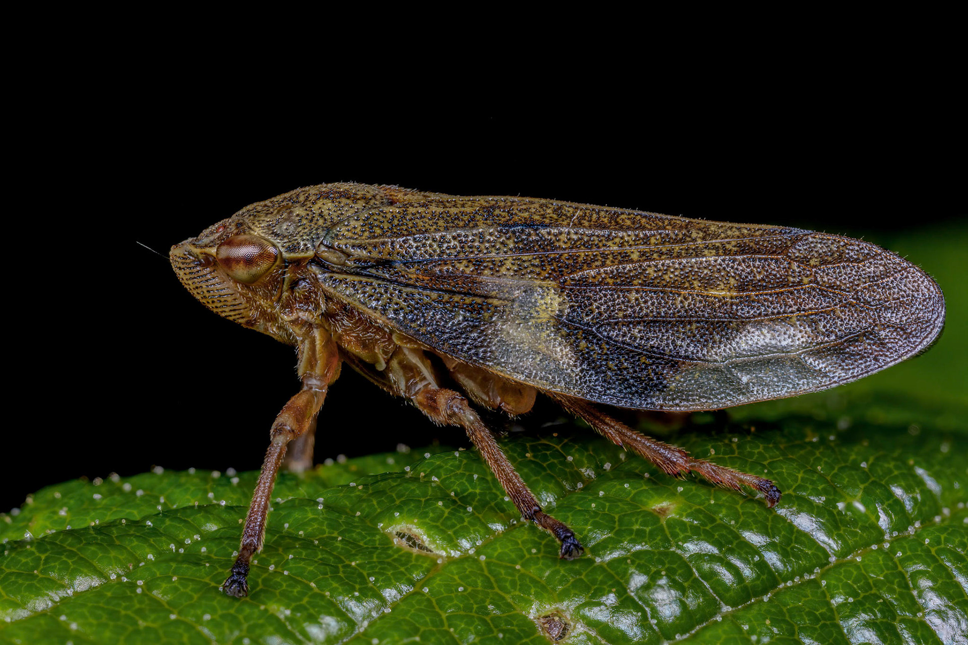 Alder Spittlebug (Aphrophora alni)