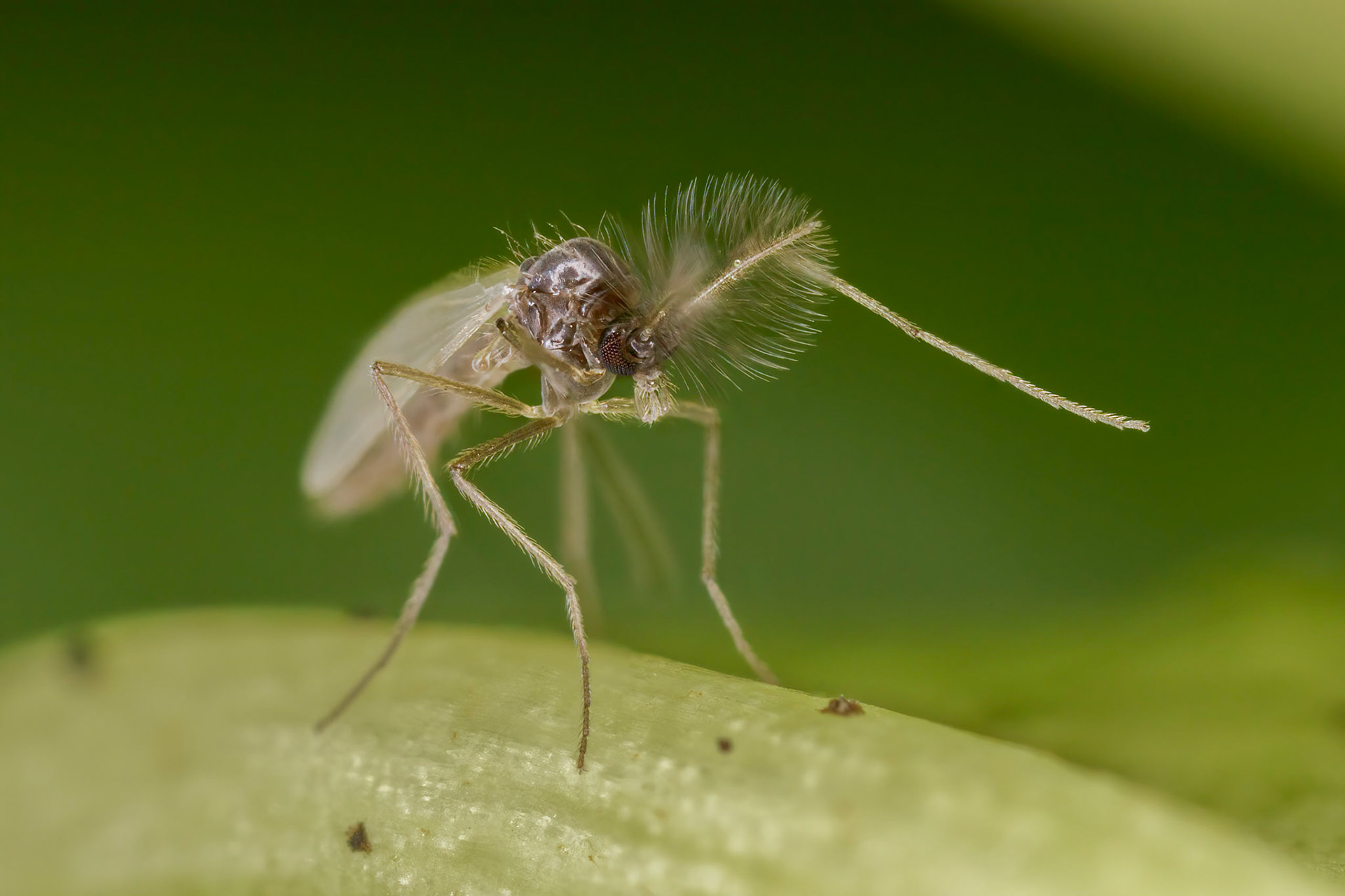 Mosquito (Culicidae)