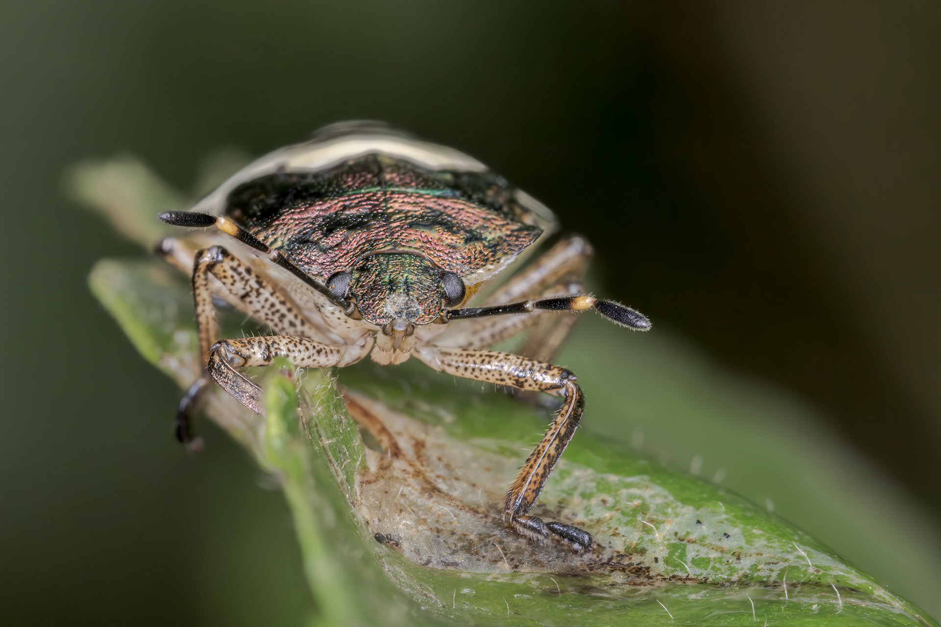 Bronze Shieldbug (Troilus luridus)