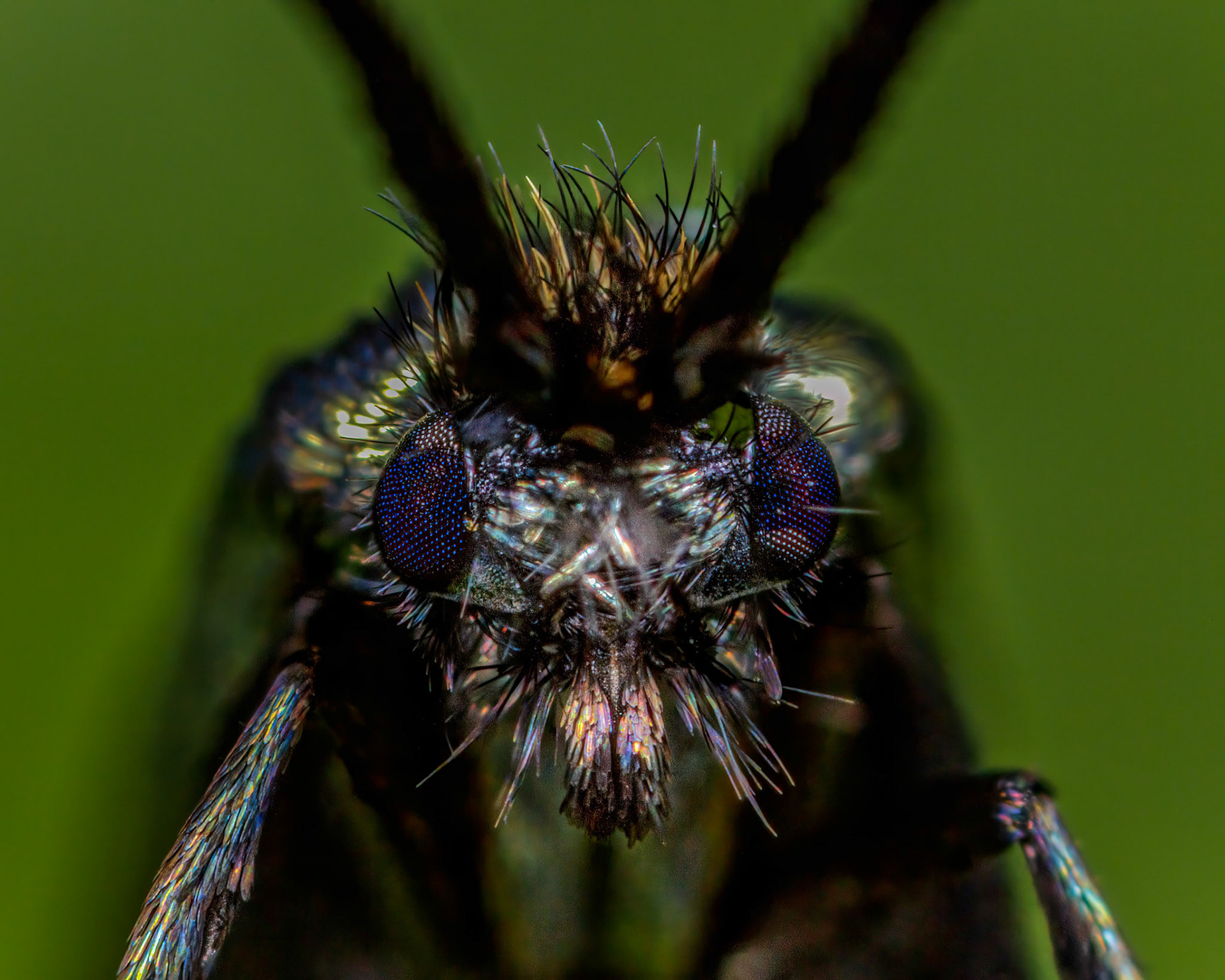 Photo Stack: 5Crop: 4x5Magnification: 10xOrder: LepidopteraFamily: AdelidaeGenus: AdelaSpecies: Adela reaumurellaWingspan 14-18 mm.A fairly common species in England, Wales and southern Scotland, more local in Ireland.The males have long, whitish antennae, the females shorter, both sexes having bronzy or metallic greenish forewings. The moths fly in the daytime during May and June, sometimes occurring in swarms.The caterpillar lives in a portable case and feeds on leaf-litter.https://en.wikipedia.org/wiki/Green_longhornhttps://uknature.co.uk/moths/A.reaumurella-info.htmlhttps://www.ukmoths.org.uk/species/adela-reaumurella/female-5/Thought it was:Yellow Ermel (Roeslerstammia pronubella)Identified species by google image search have locating Genus.species found: https://www.ukmoths.org.uk/thumbnails/https://en.wikipedia.org/wiki/Roeslerstammia_pronubella