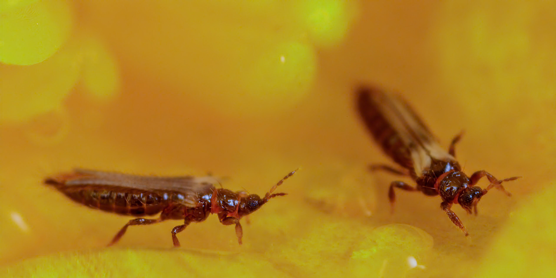Thrips (Thysanoptera)