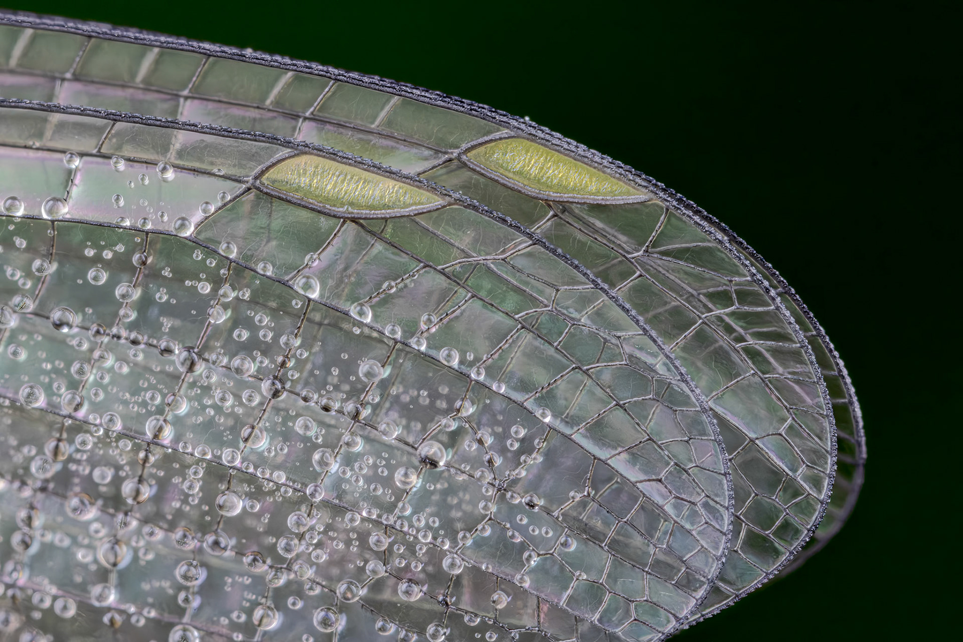 Willow Emerald Damselfly (Chalcolestes viridis)