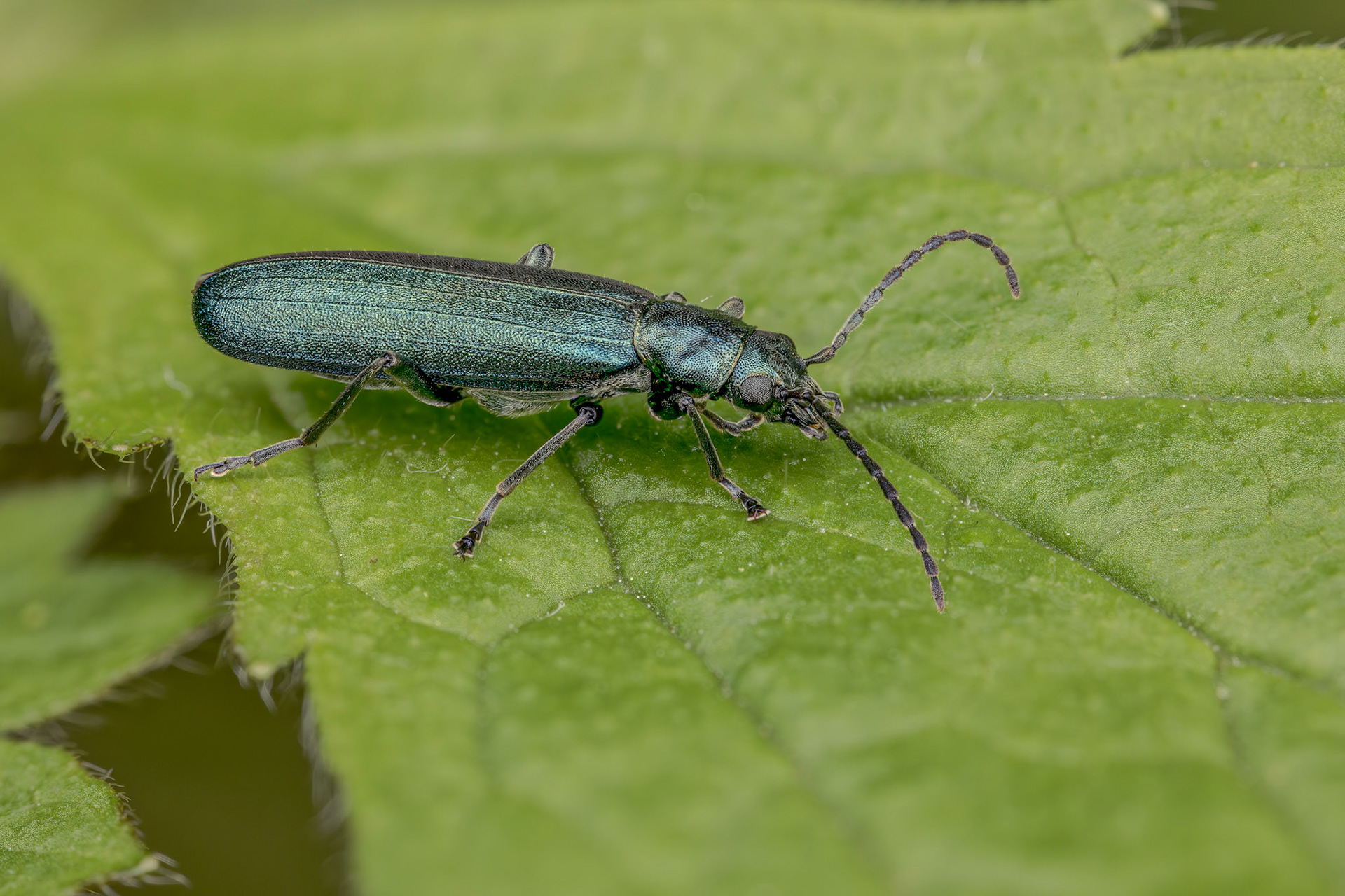 Lesser Thick-legged Flower Beetle (Ischnomera cyanea)