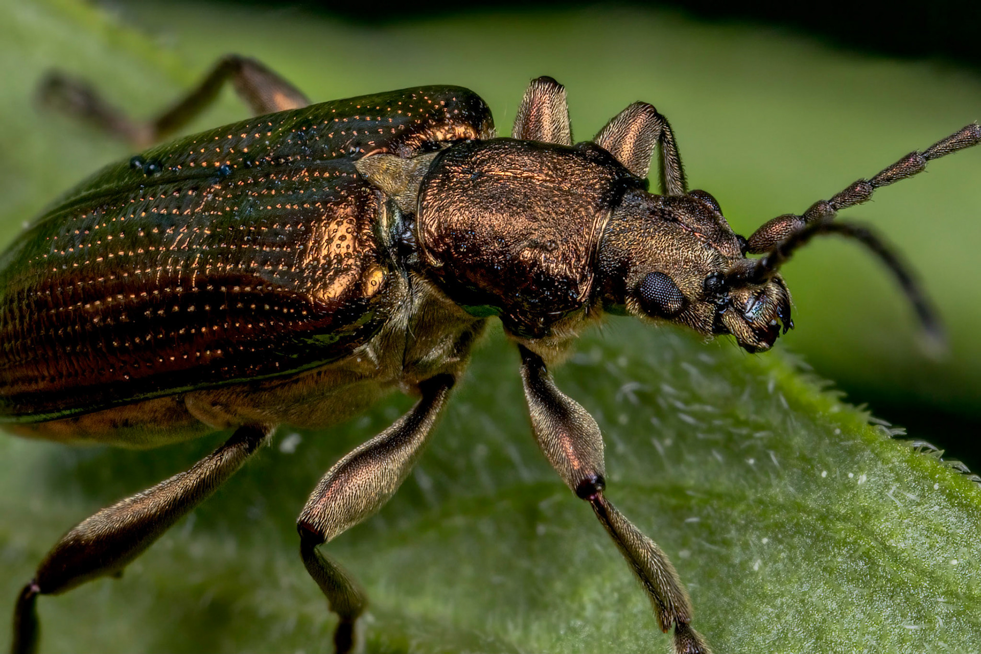 Reed Beetle (Donacia)