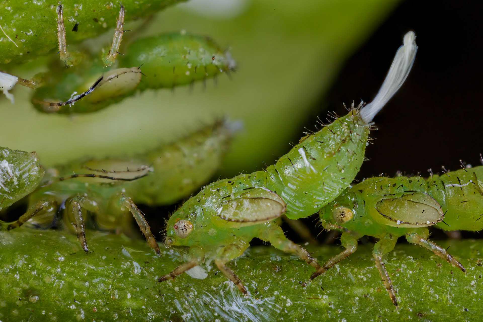 Jumping Plant Lice Nymph (Cacopsylla sorbi)
