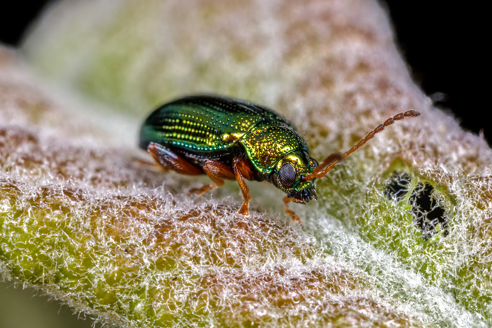 Flea Beetle (Alticini)