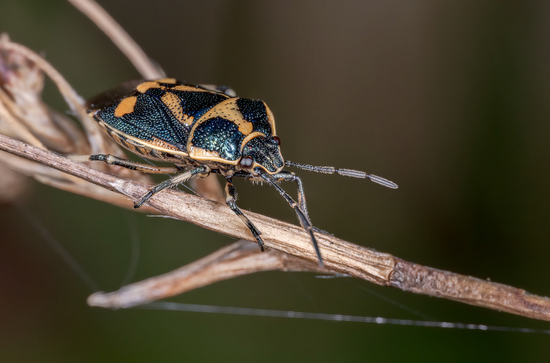 Brassica Shieldbug (Eurydema oleracea)