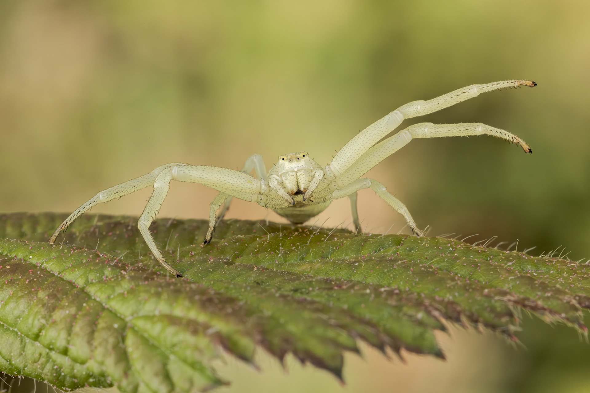 Crab Spider (Misumena vatia)