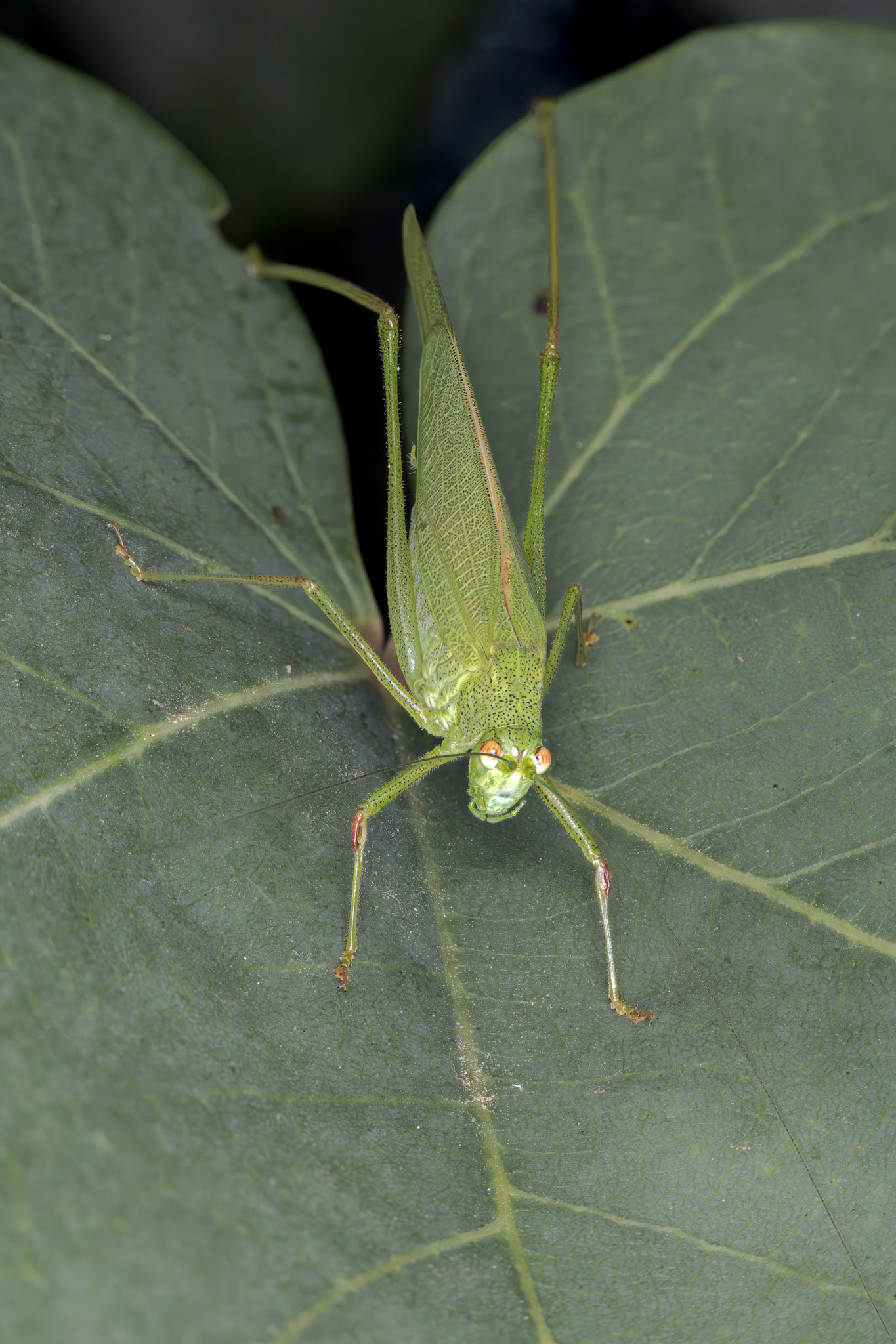Stacked with this stack and the antenna stack