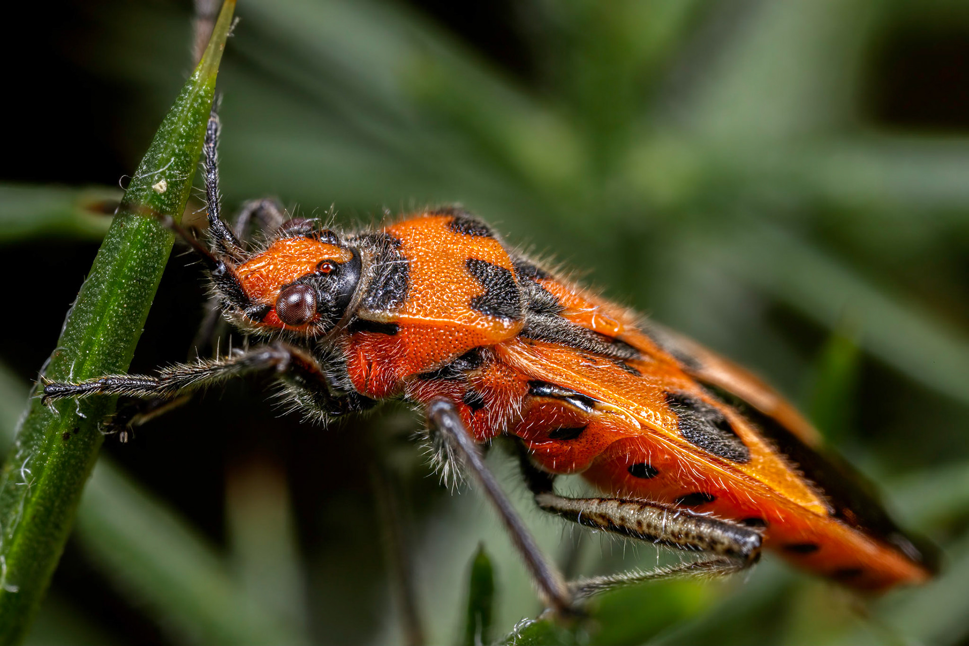 Corizus hyoscyami