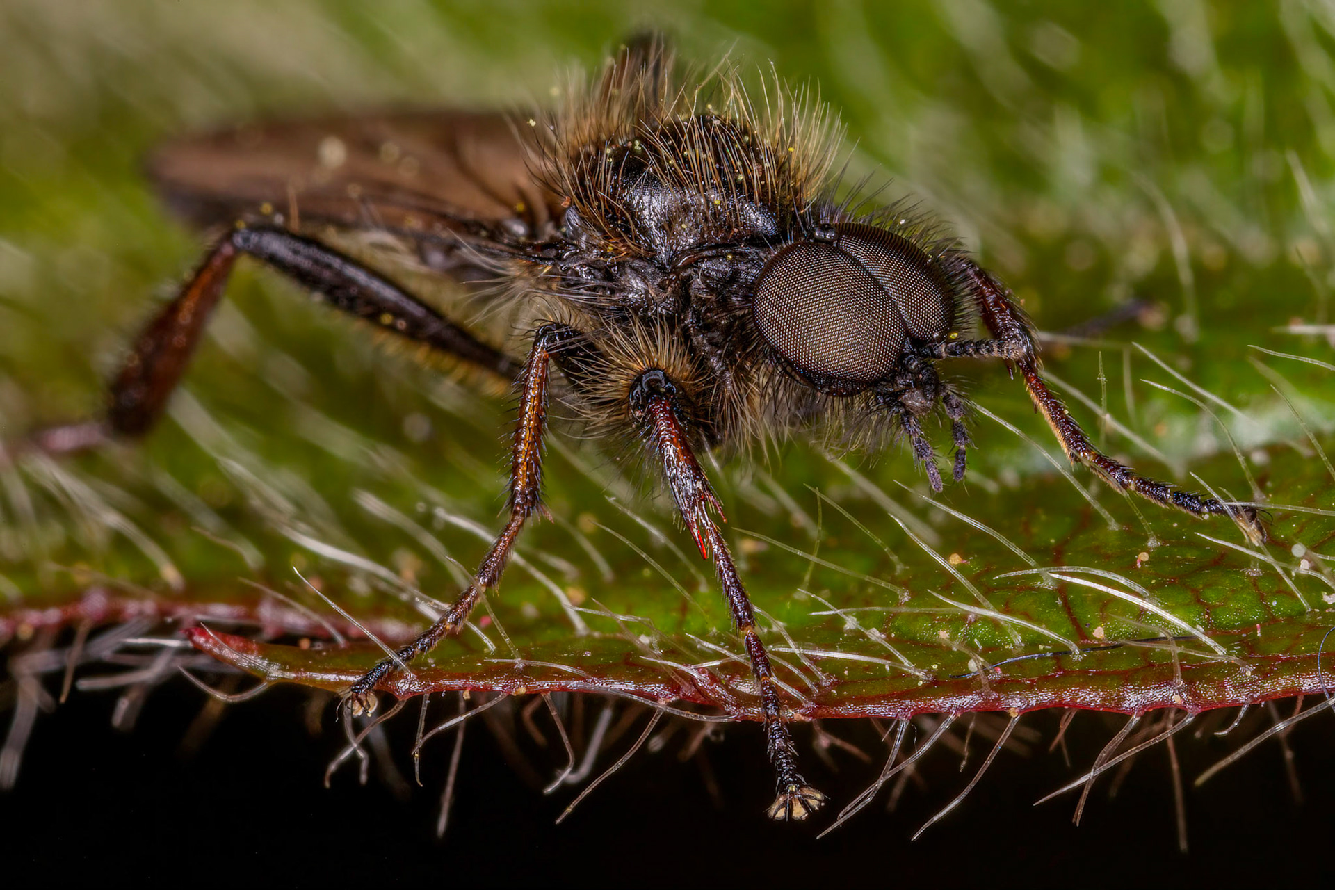 Dagger Fly (Empididae)