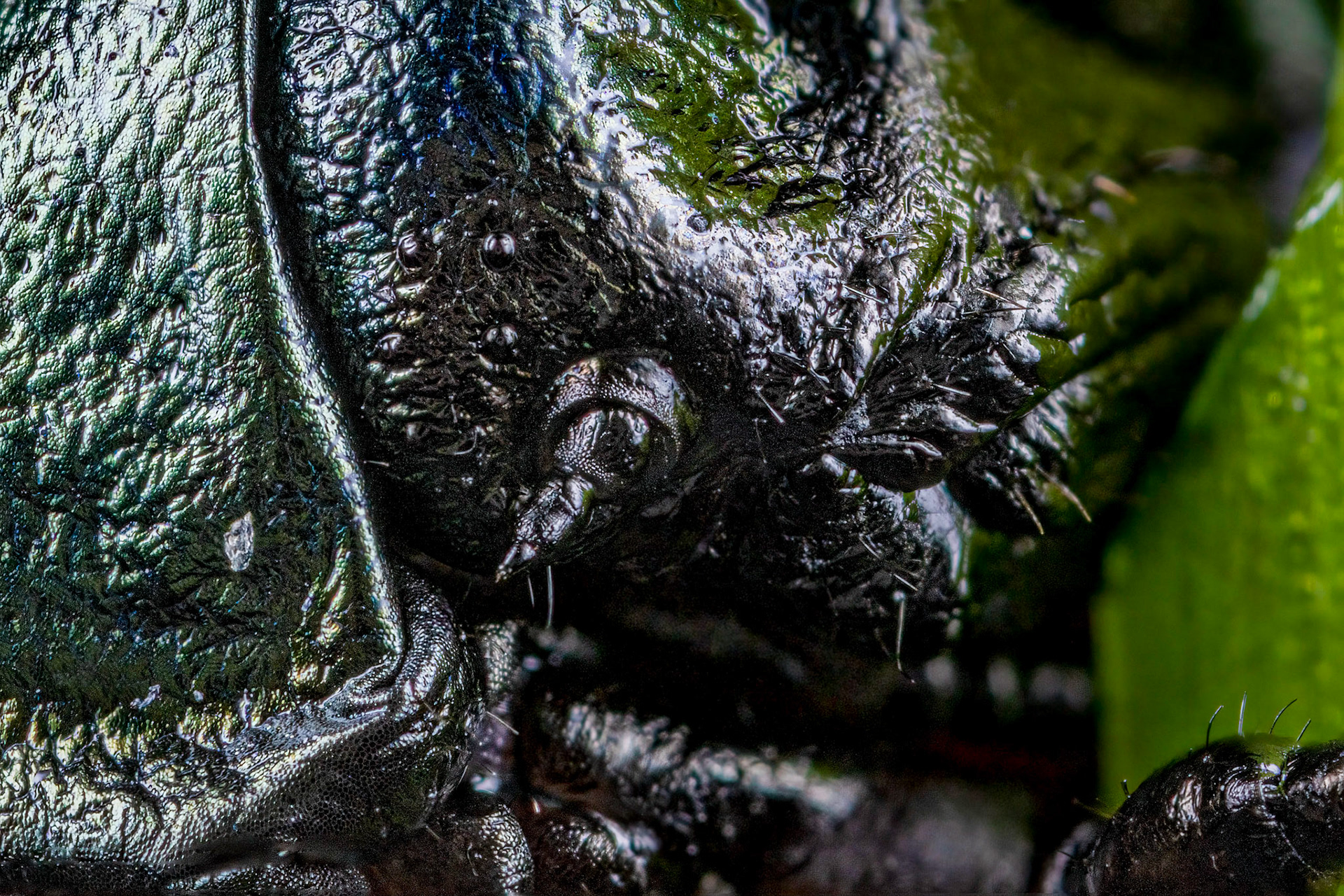 Bloody-Nosed Beetle Nymph (Timarcha tenebricosa)