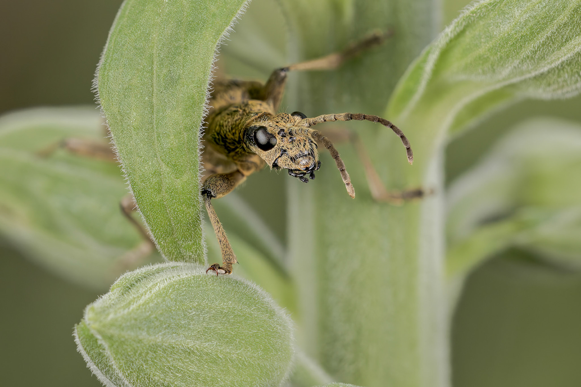 Black-spotted Longhorn Beetle (Rhagium mordax)