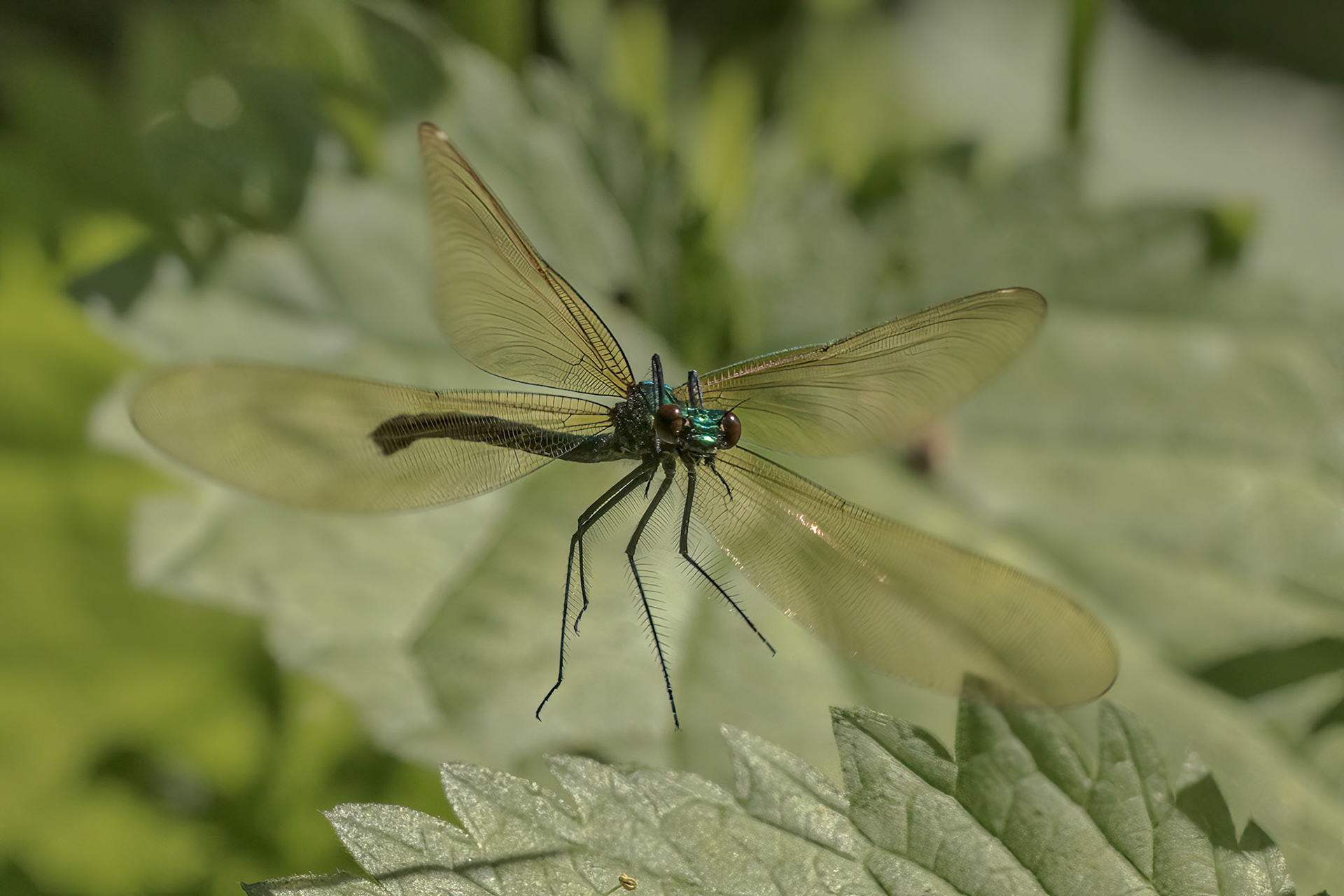 Beautiful Demoiselle (Calopteryx virgo)