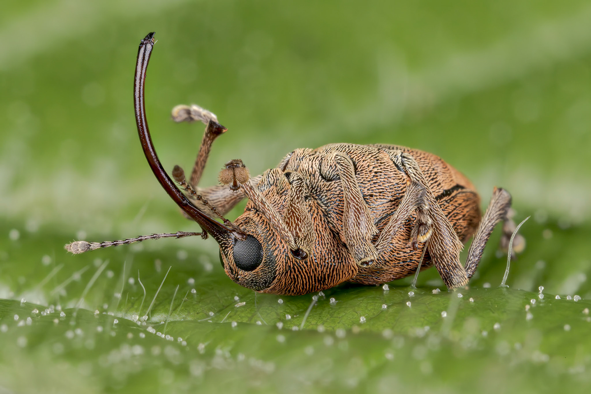 Acorn Weevil (Curculio nucum)