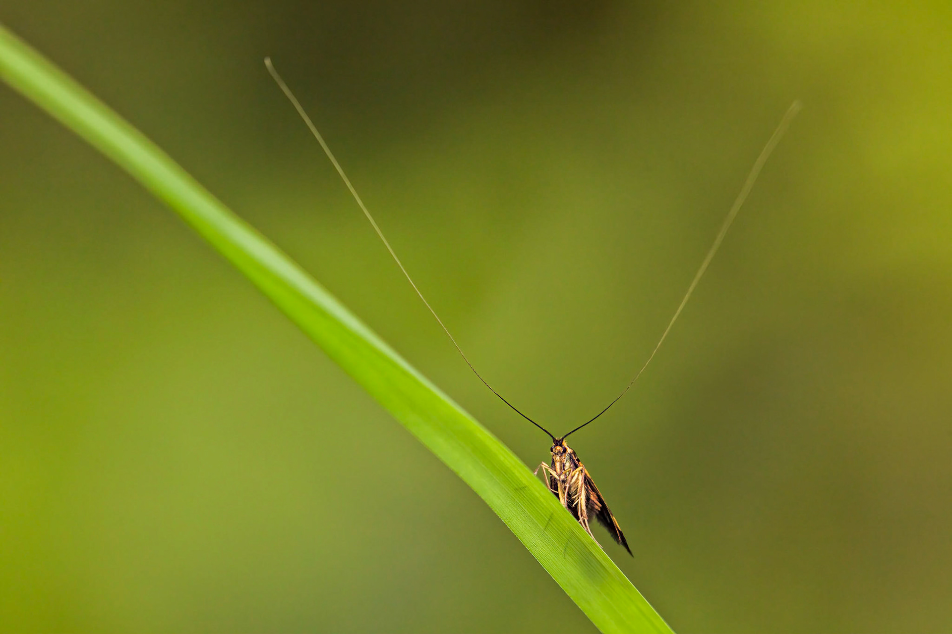 Yellow-Barred Longhorn (Nemophora degeerella)