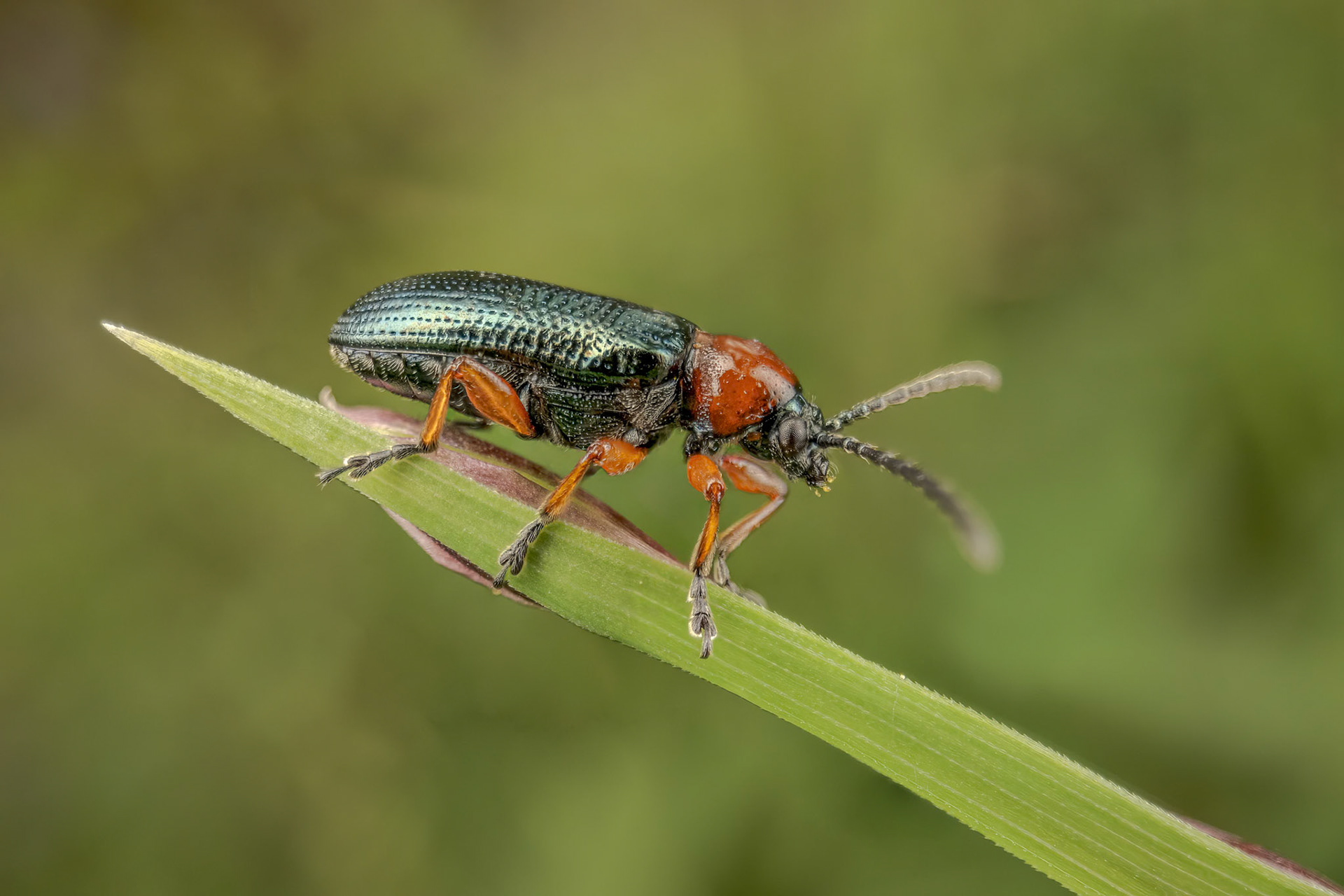 Cereal Leaf Beetle (Oulema melanopus)