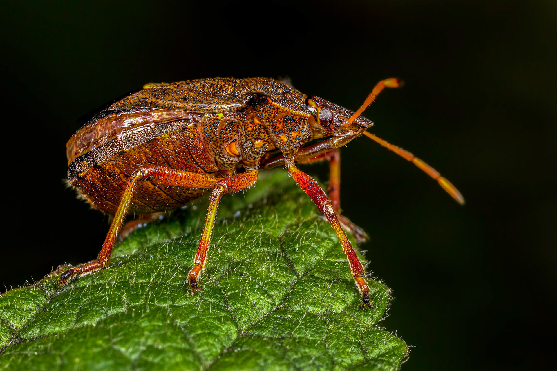 Spiked Shieldbug (Picromerus bidens)