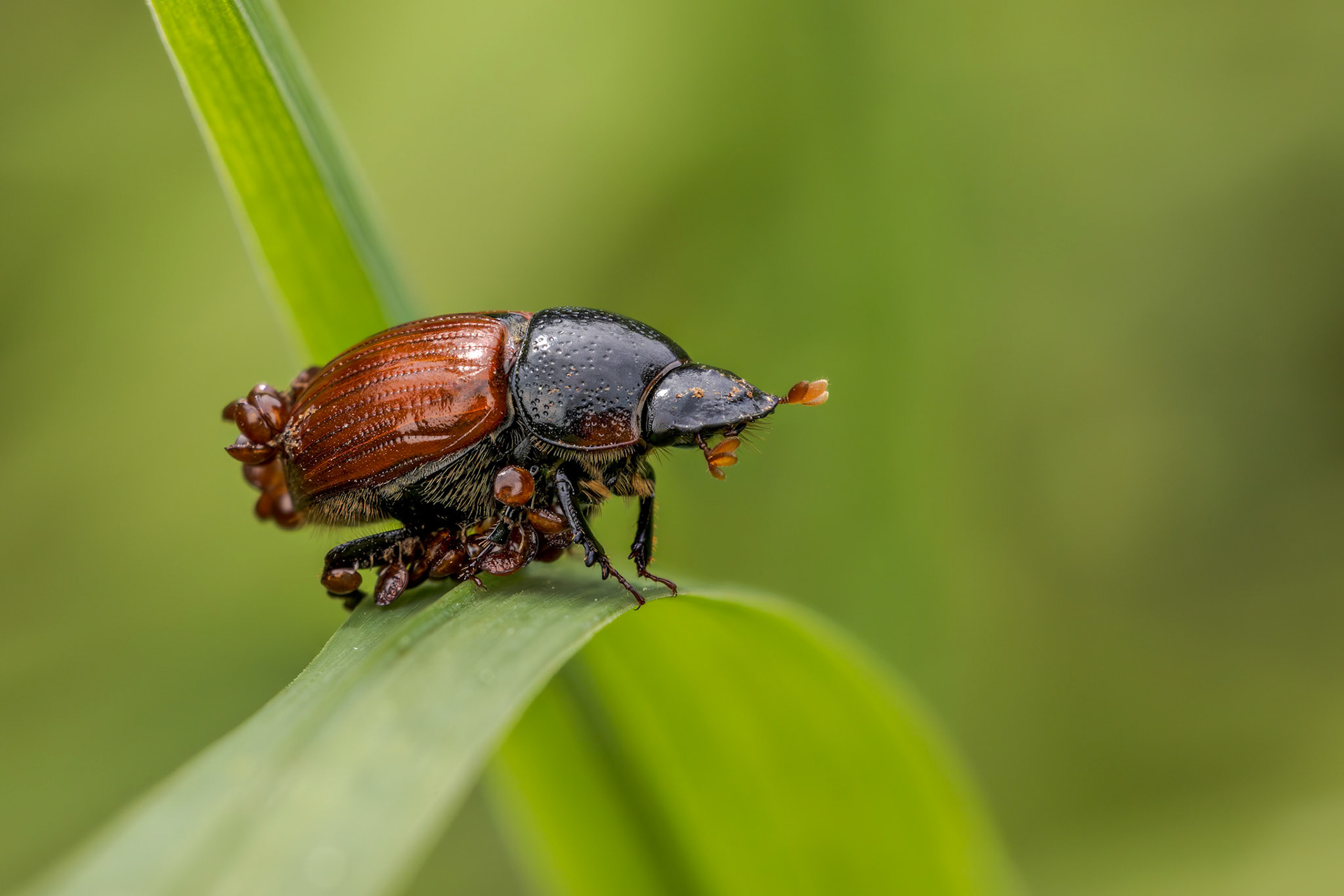 Dung Beetle (Aphodius fimetarius)