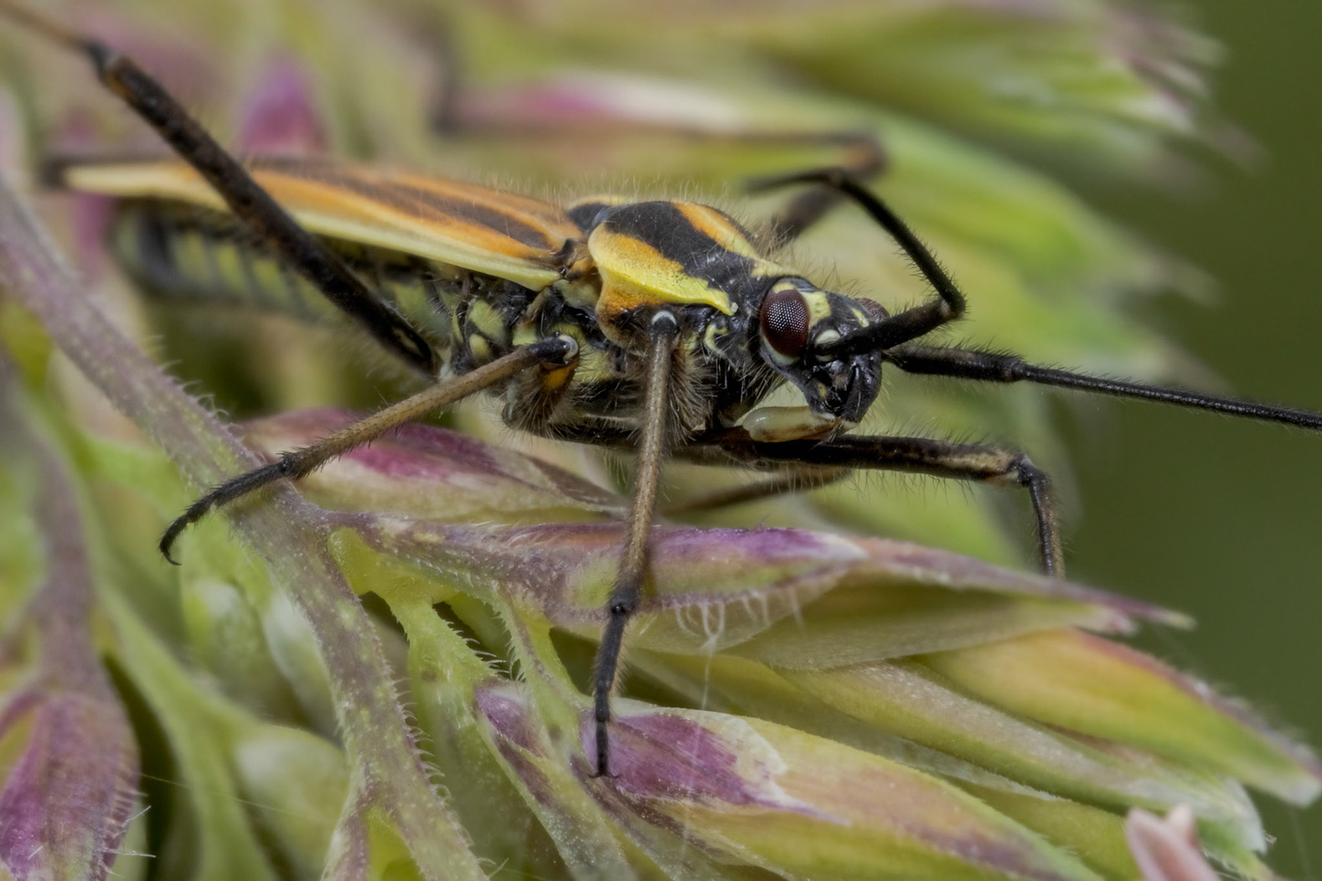 Plant Bug (Leptopterna dolabrata)