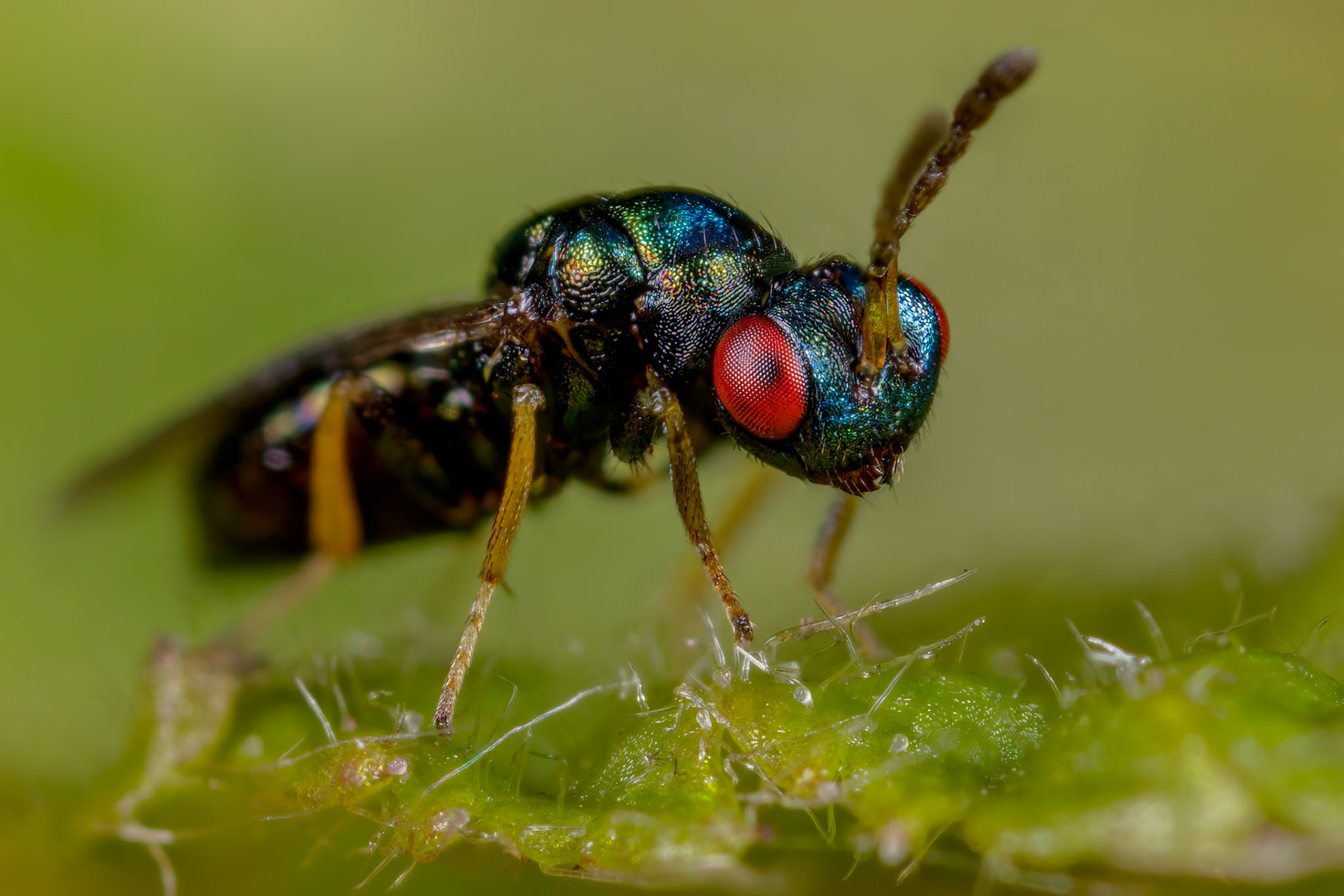 Parasitic Wasps (Ormyrus nitidulus)
