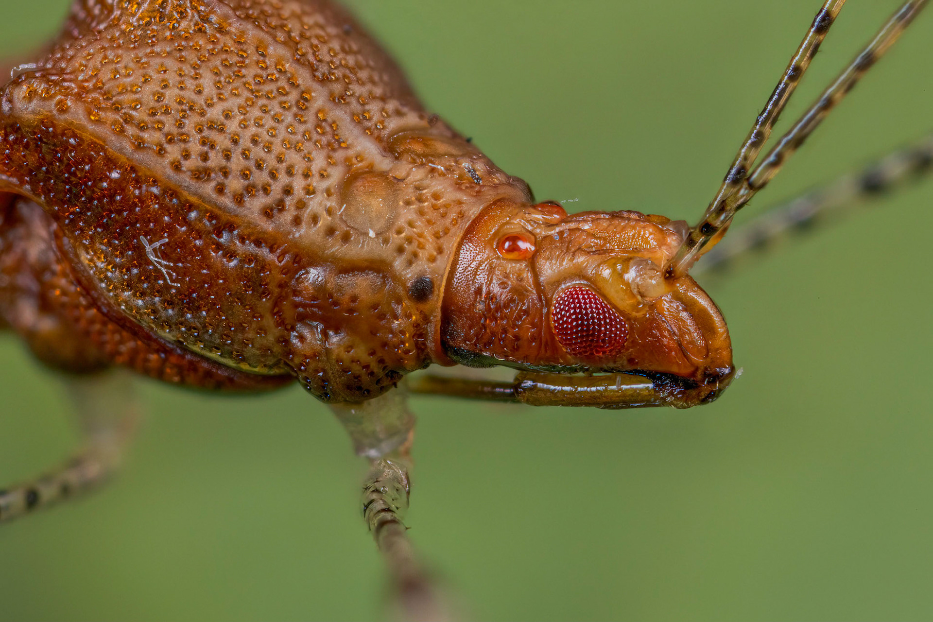 Stilt Bug (Metatropis rufescens)