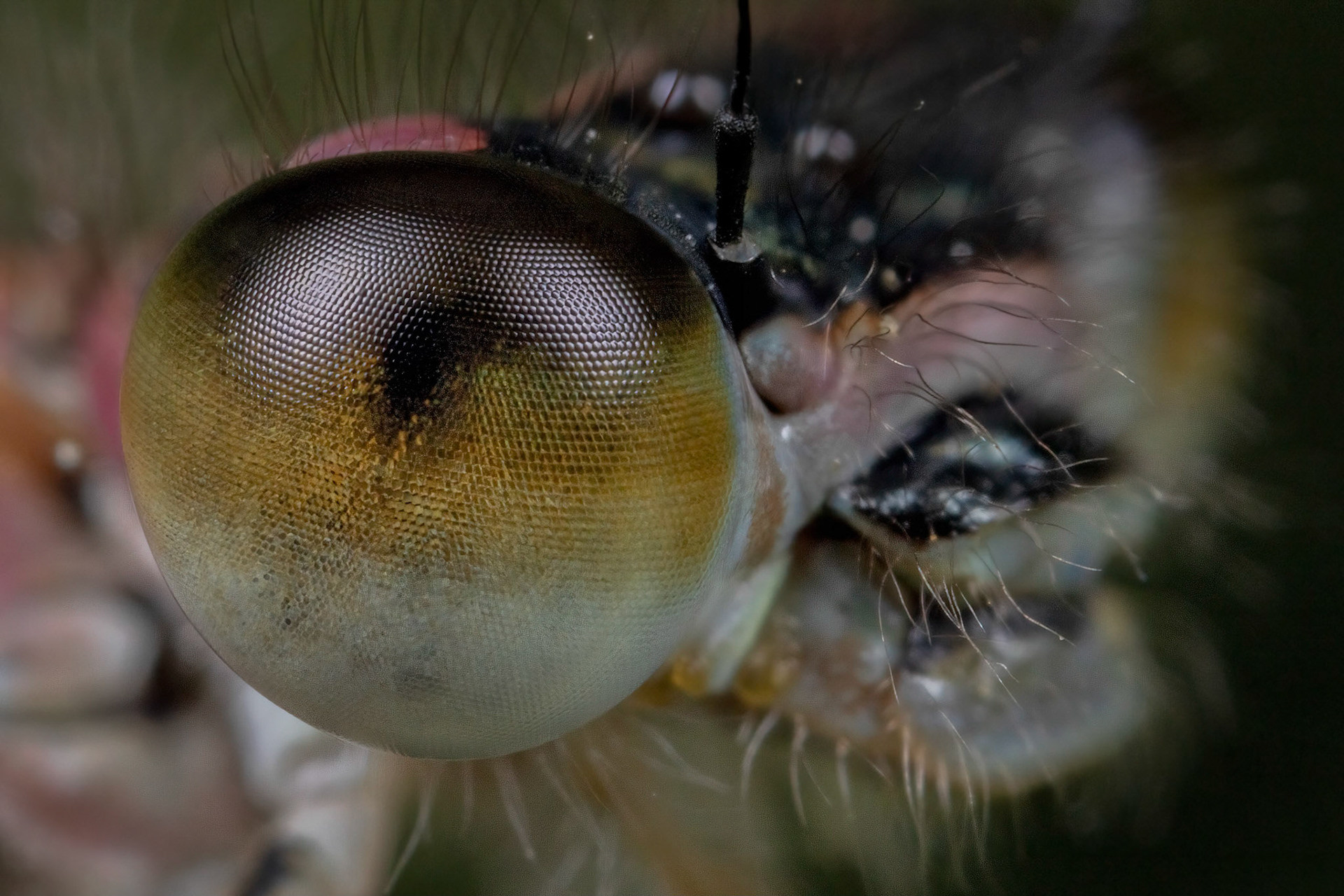 Blue-tailed Damselfly (Ischnura elegans)