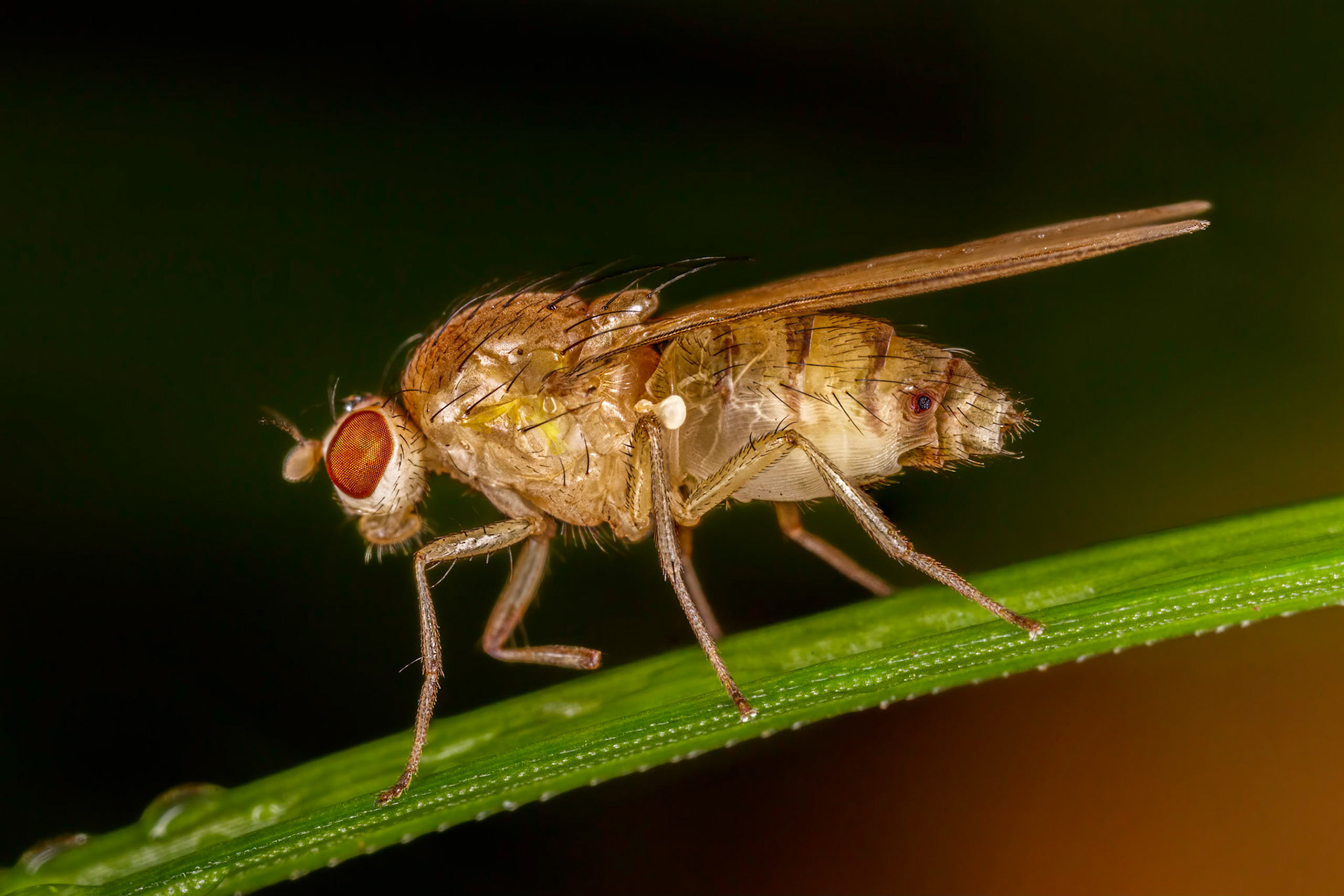 Fly (Lauxaniidae)