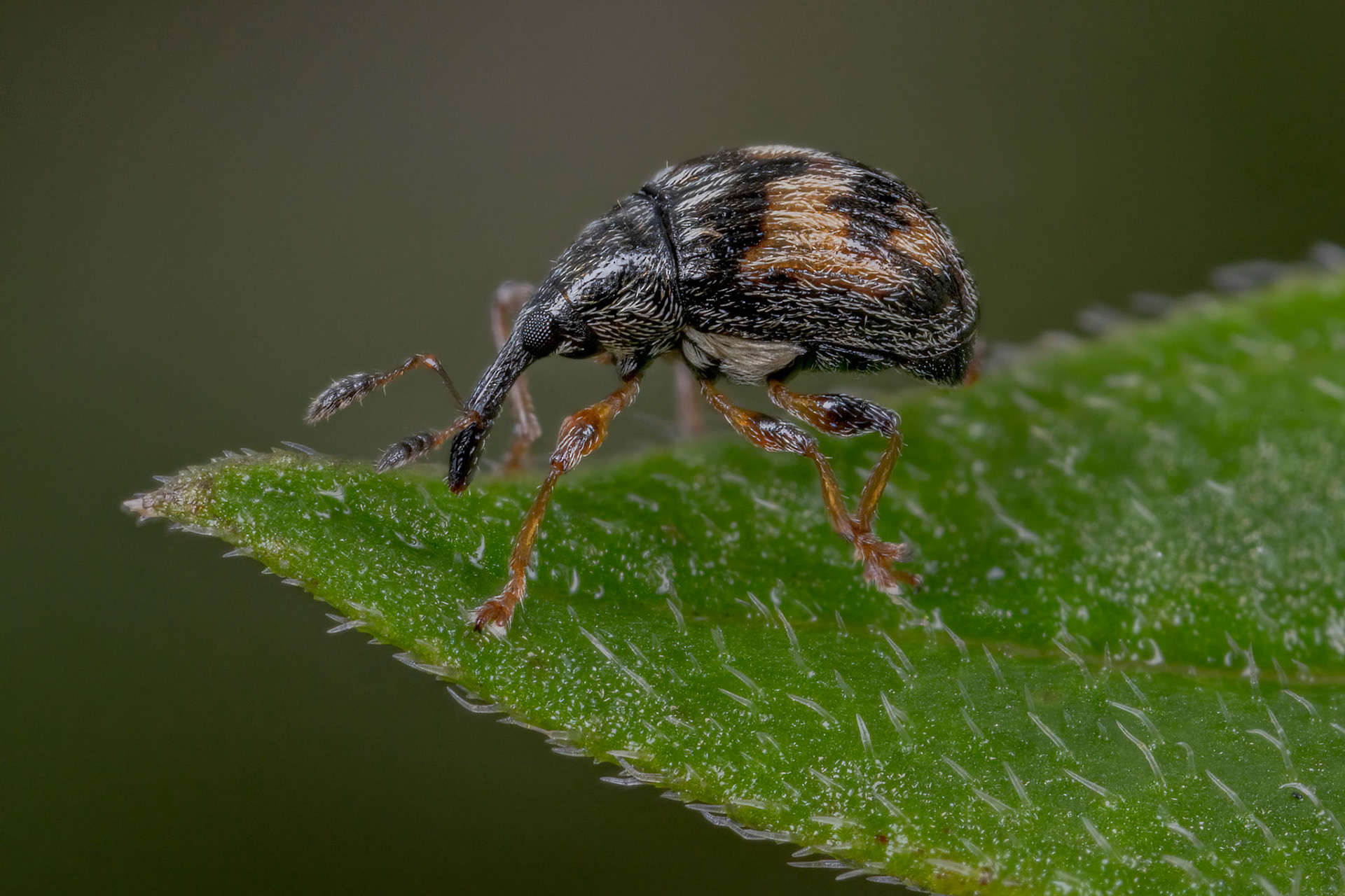 Nanophyes marmoratus