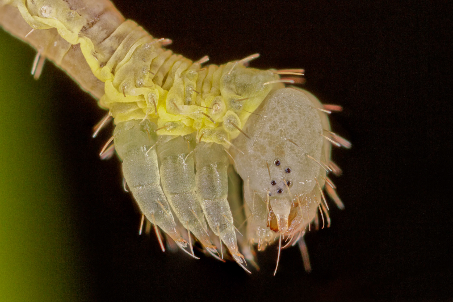 Photo Stack: 8Crop: 3x2Magnification: x10