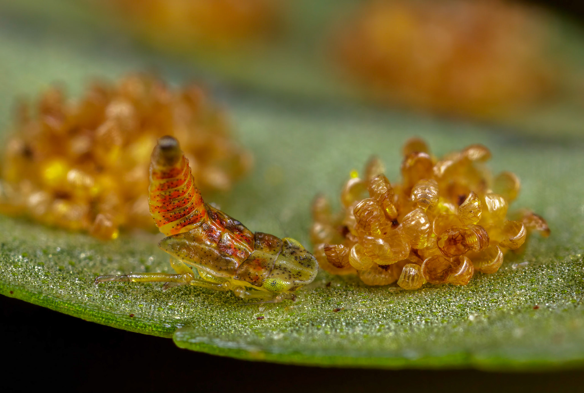 Uknown Leafhopper Nymph (Cicadellidae)
