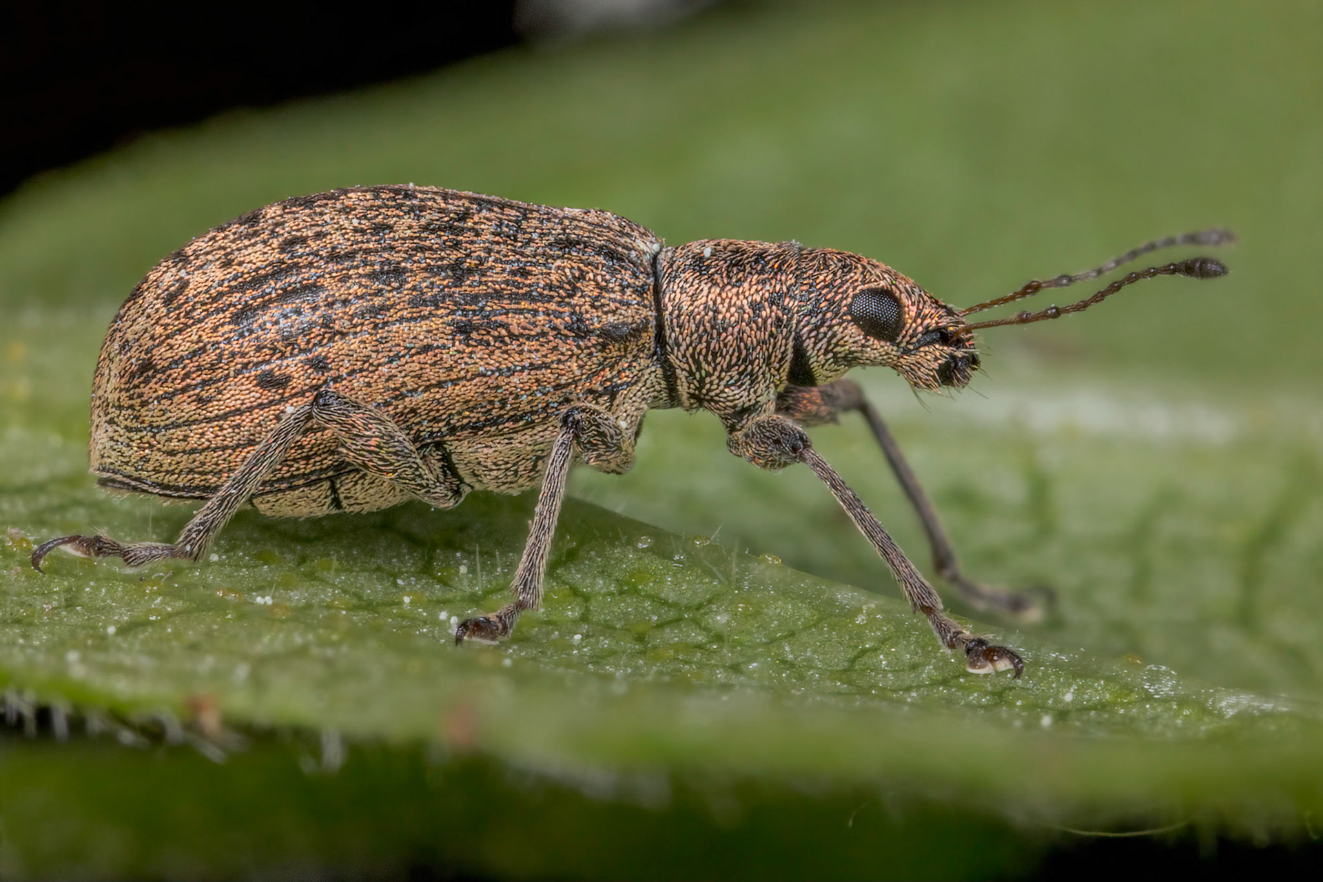 Broad-nose Weevil (Polydrusus cervinus)