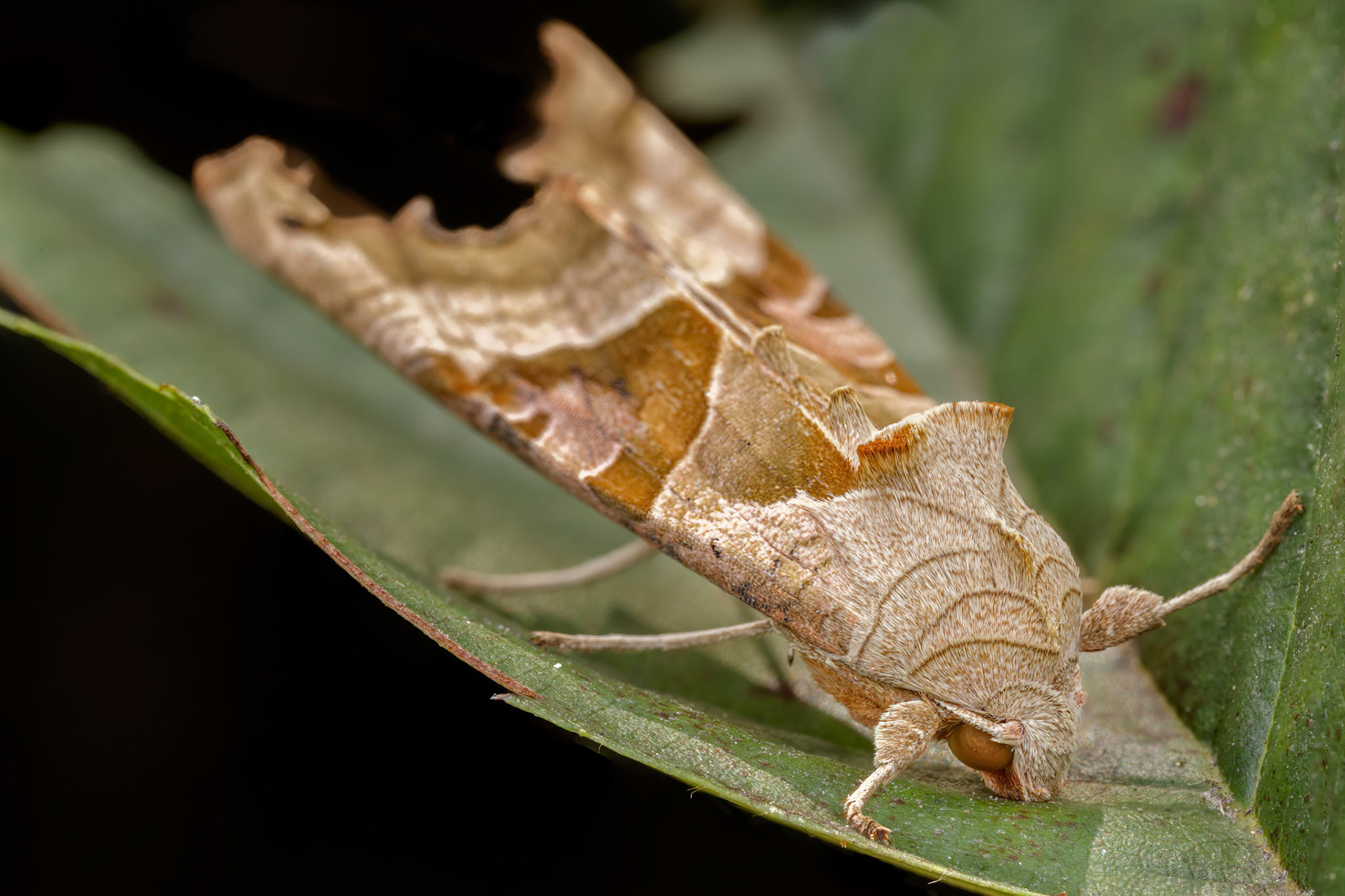 Angle shades (Phlogophora meticulosa)