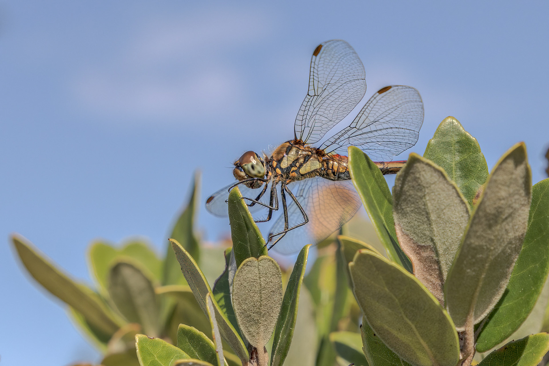 Band-winged Meadowhawk Sympetrum semicinctum