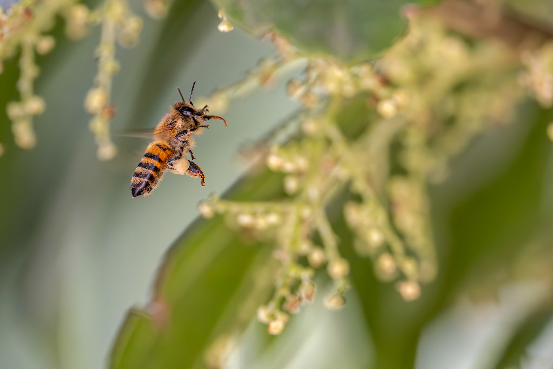 Western Honey Bee (Apis mellifera)