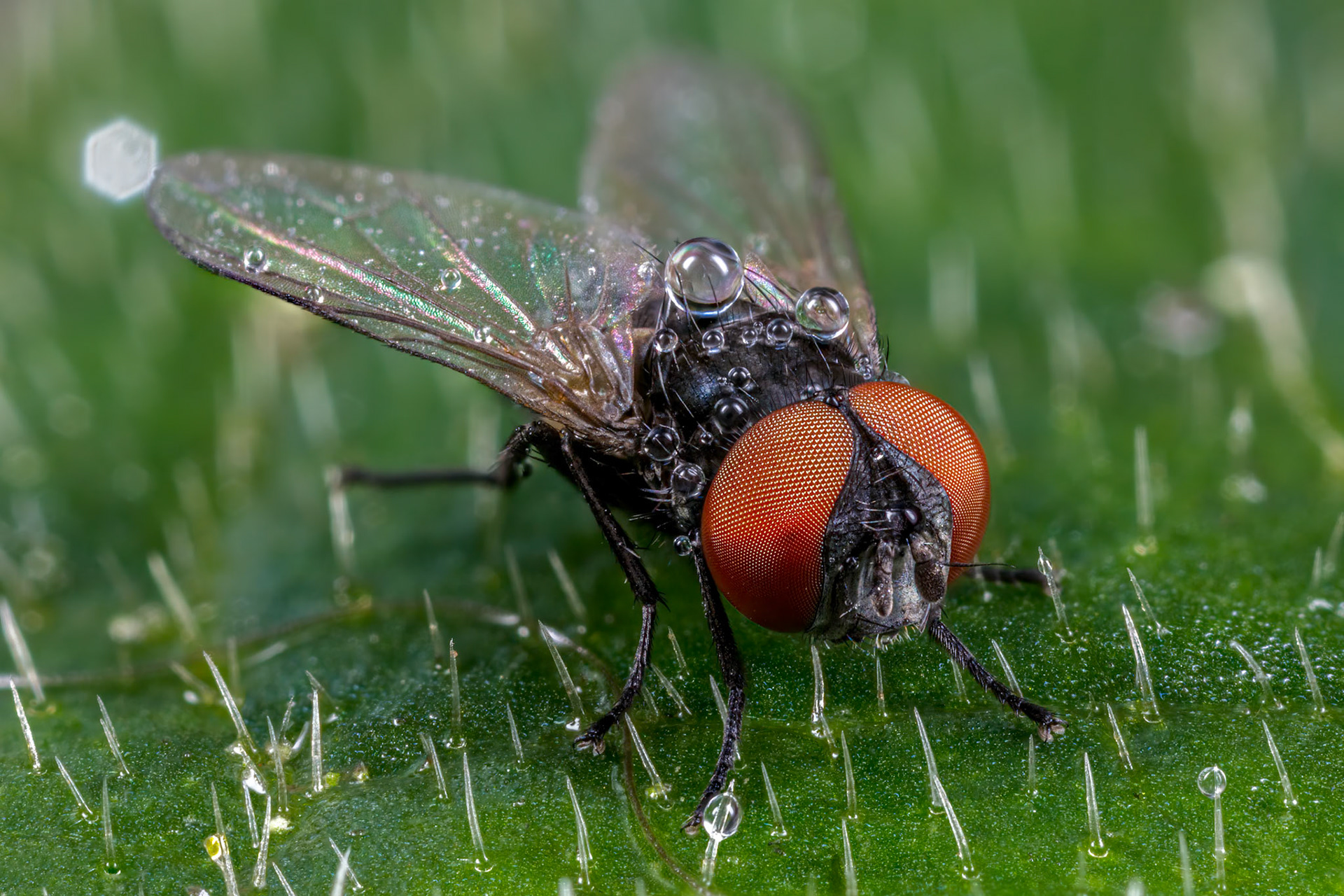 Fly (Diptera)