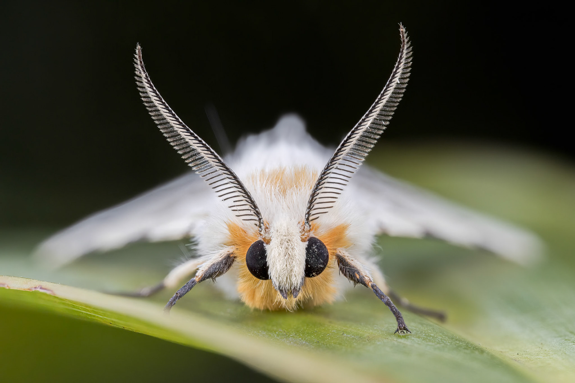 Tiger Moth (Lemyra avola)