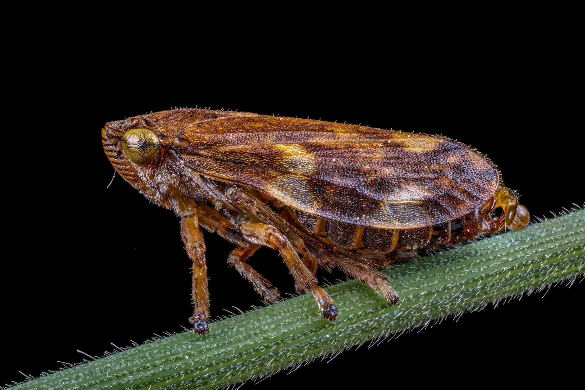 Common Froghopper (Philaenus spumarius)