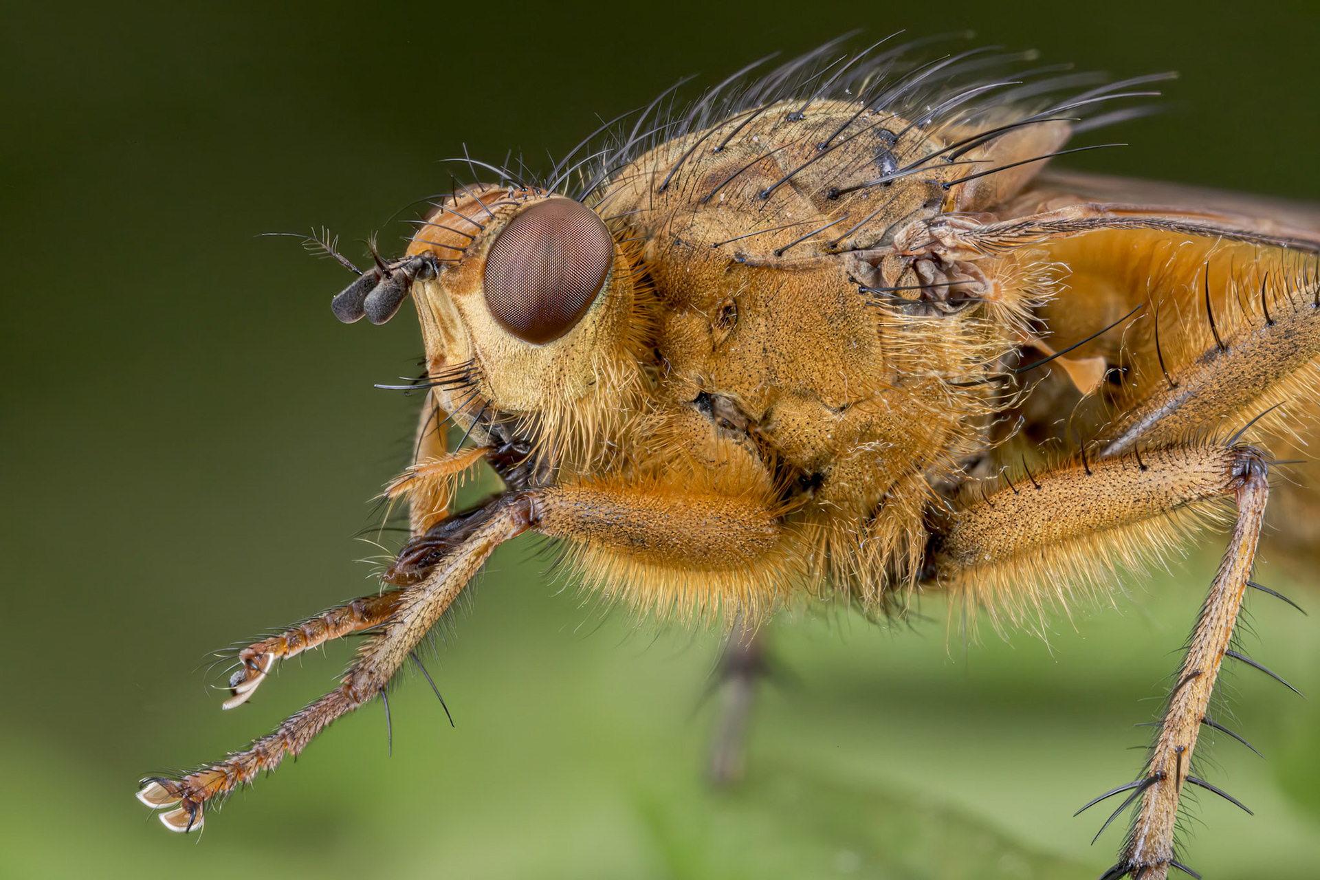 Yellow Dung Fly (Scathophaga stercoraria)