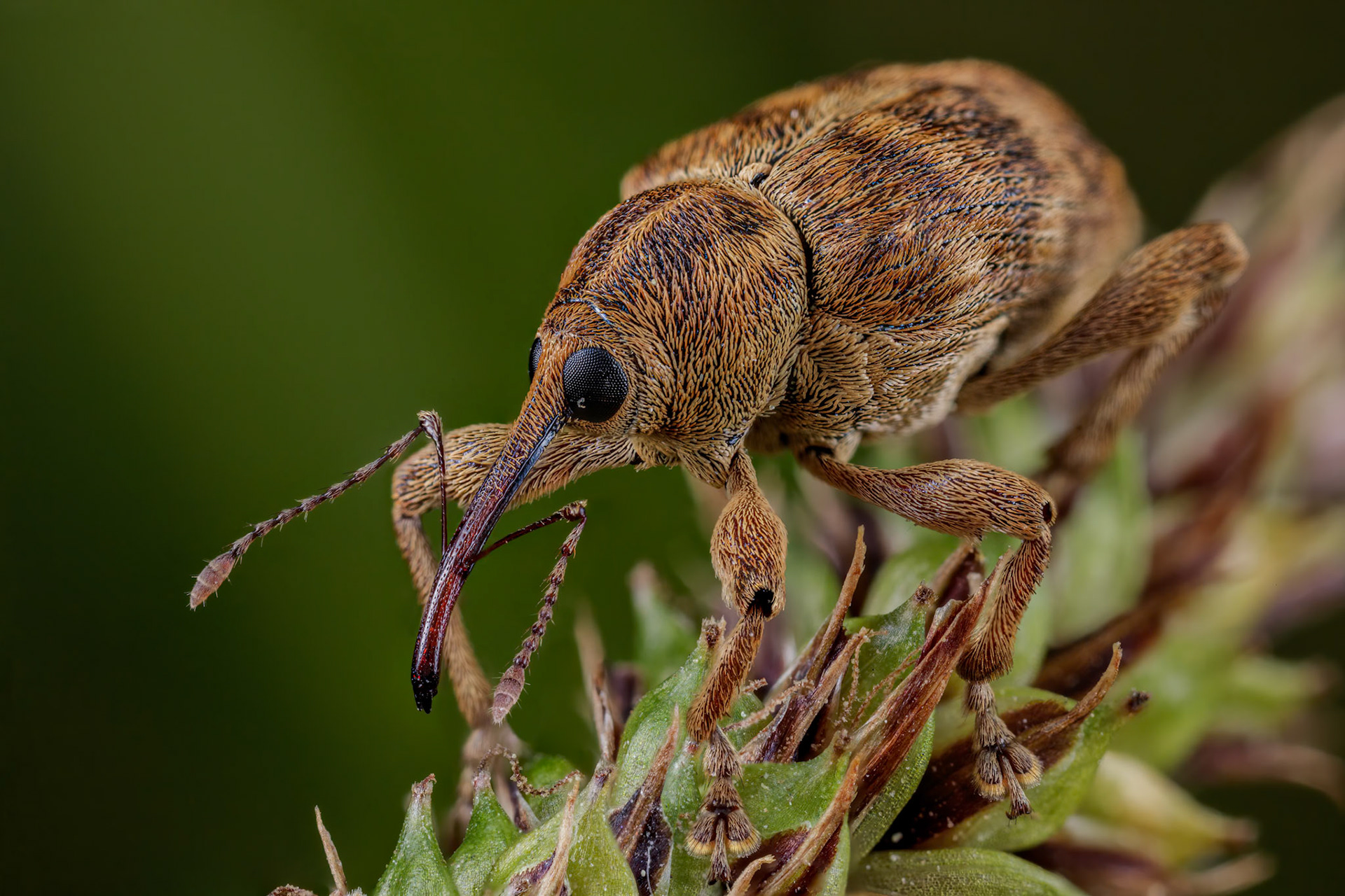 Acorn And Nut Weevil (Curculio glandium)
