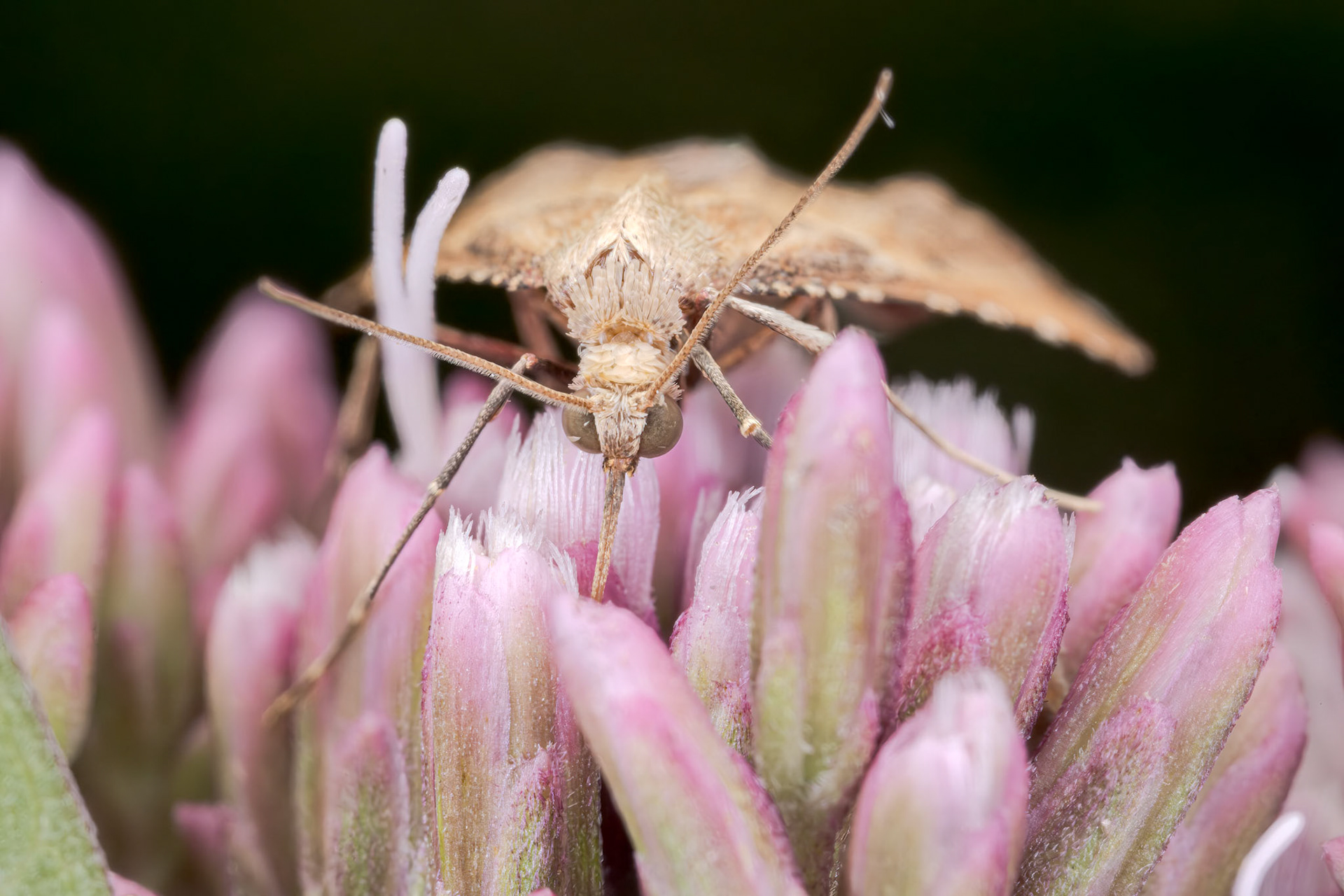 Rosy Tabby (Endotricha flammealis)??