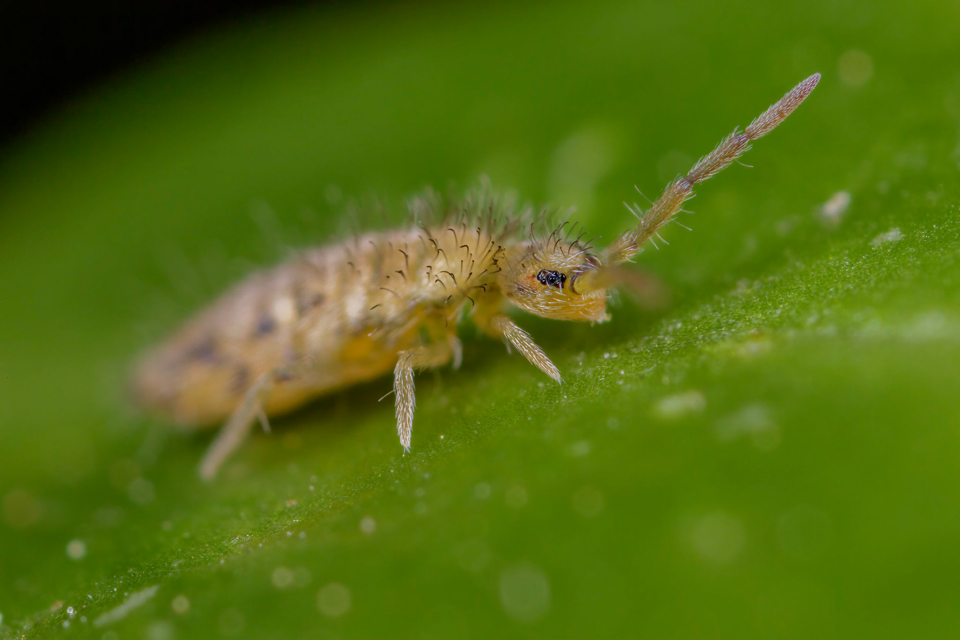 Springtail (Entomobrya)