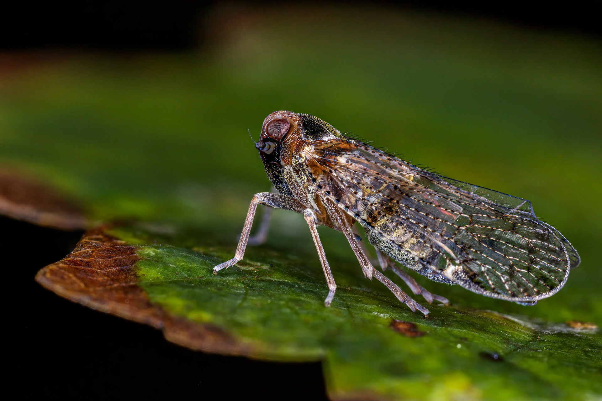Lacehopper (Cixius nervosus)