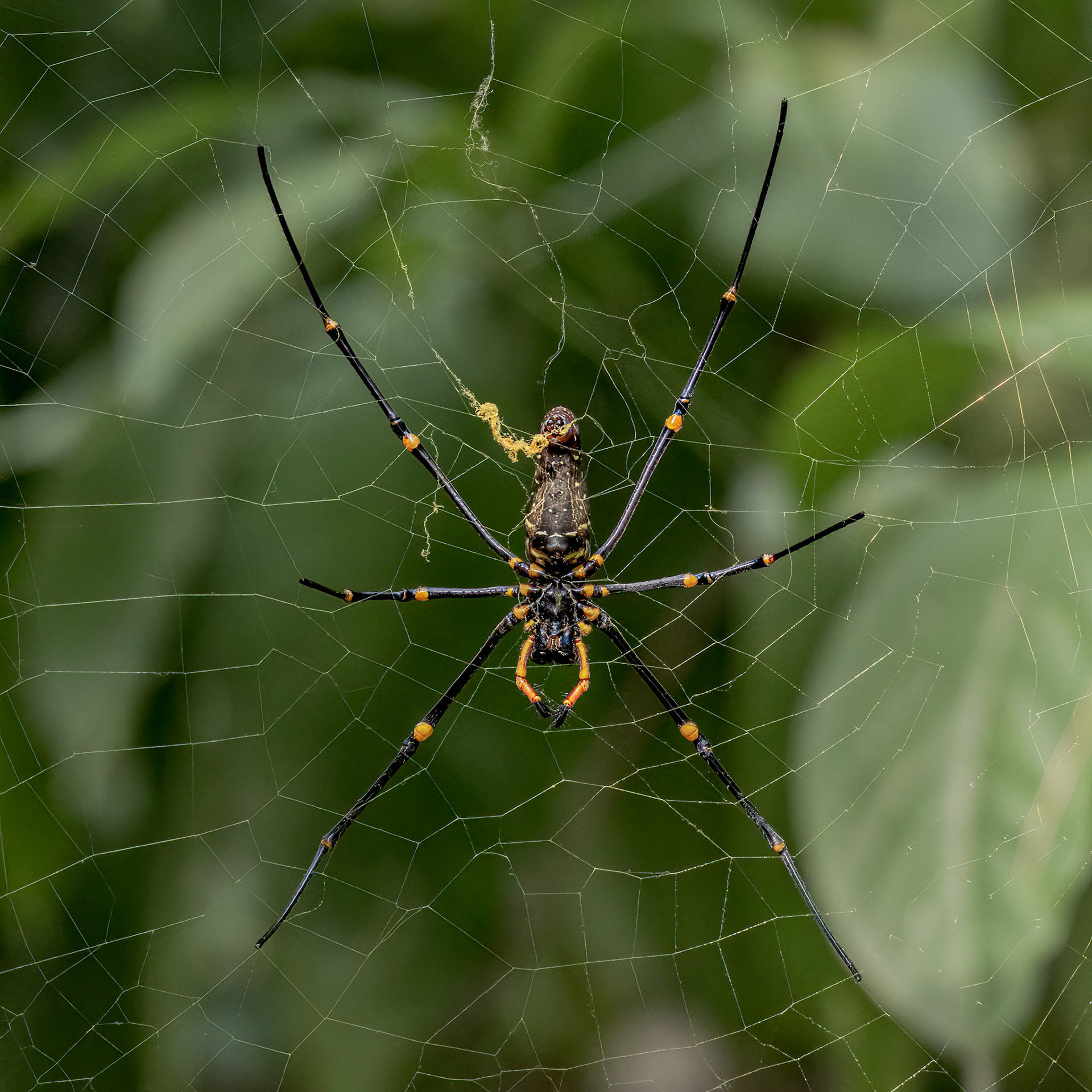 Giant Golden Orbweaver (Nephila pilipes)