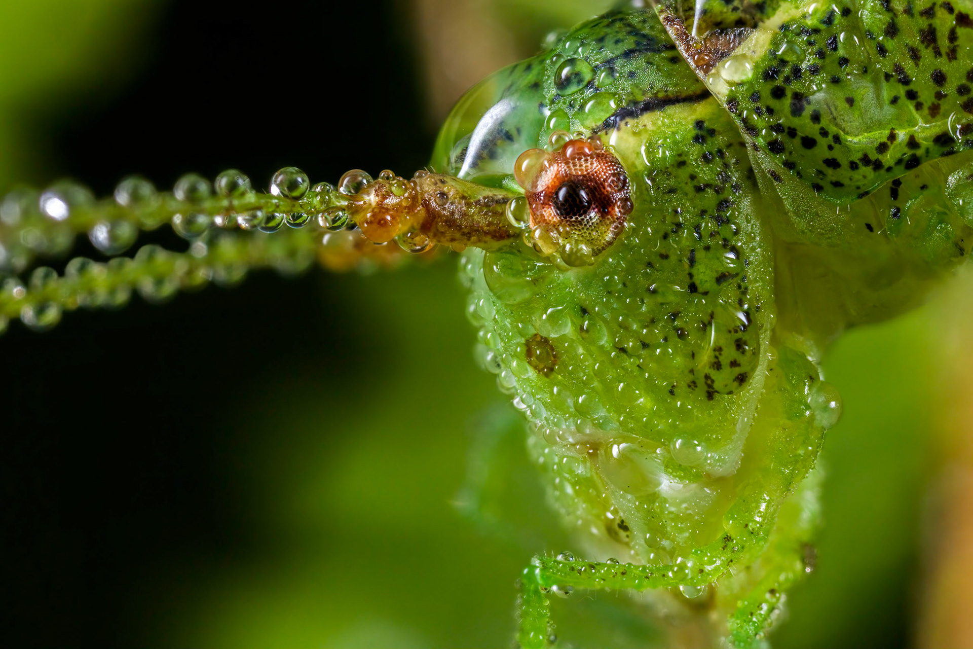 Extreme close-up of a Speckled bush-cricket coated in the morning dew in Dunsford Woodland, Devon, UK. Taken with a Canon 5DS + Canon MP-65mm f2.8 1-5x Macro Photo Lens with Canon EF 2x III Extender.