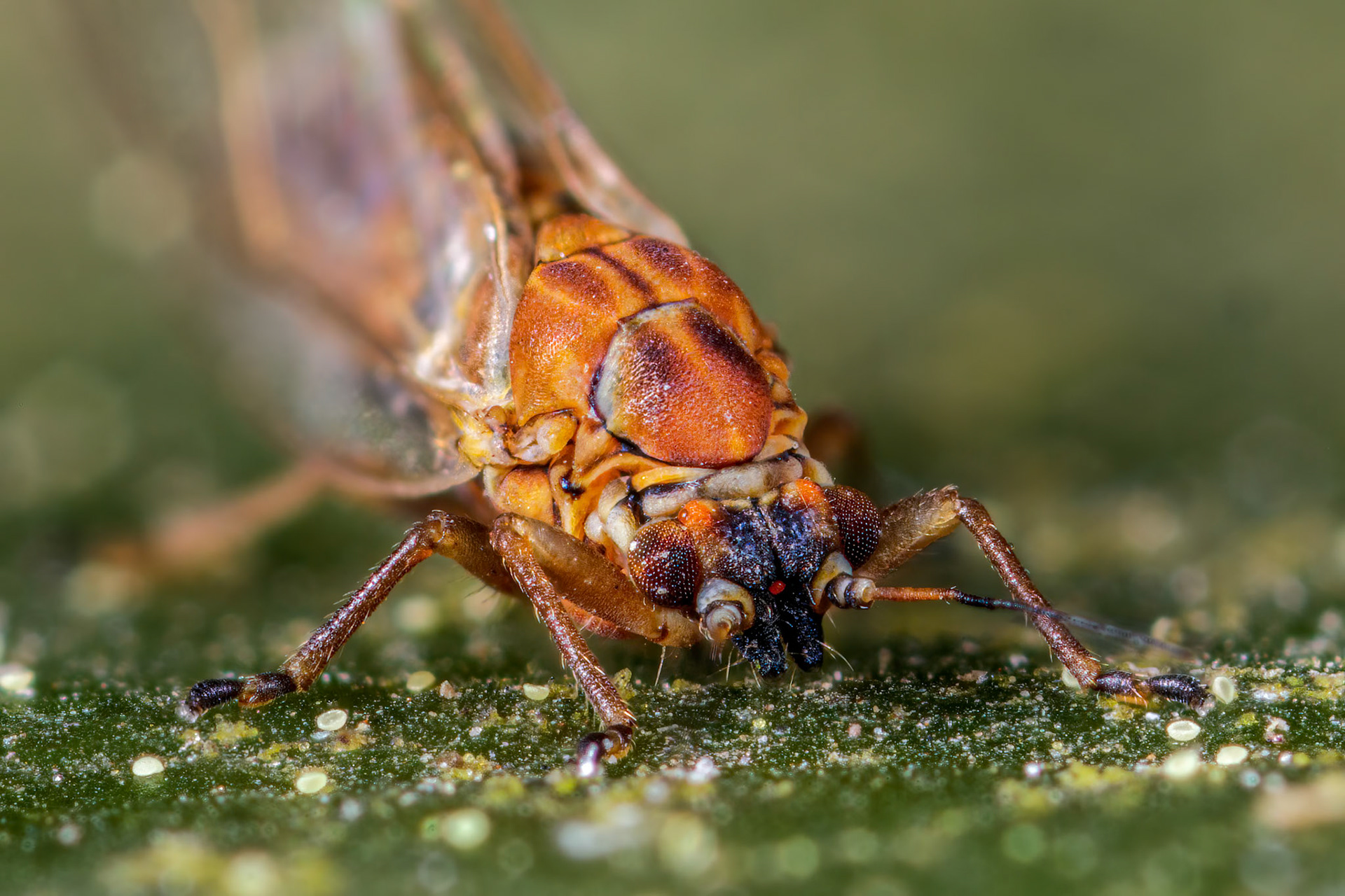 Jumping Plant Lice (Chamaepsylla hartigii)