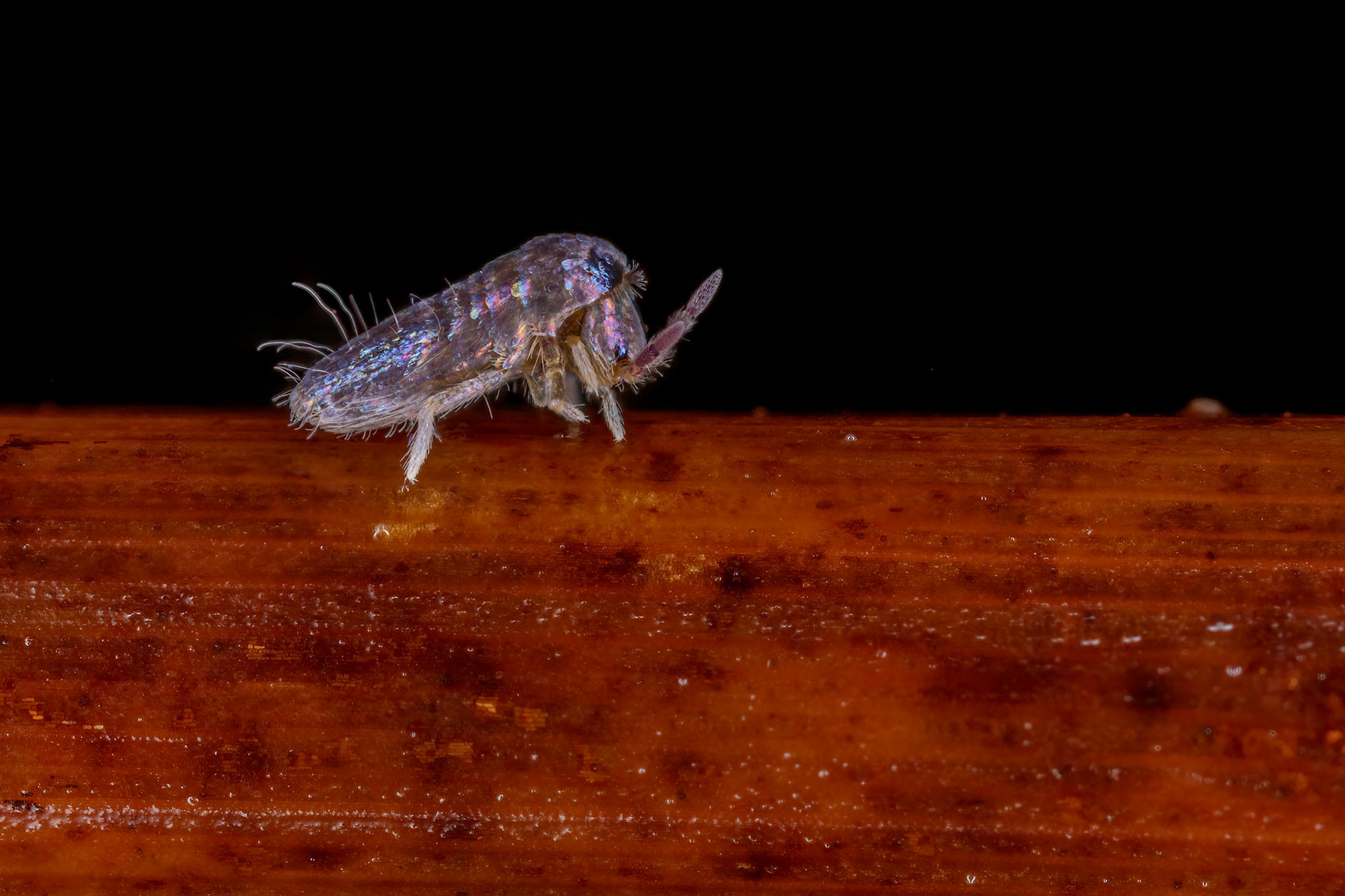Springtail (Lepidocyrtus cyaneus)