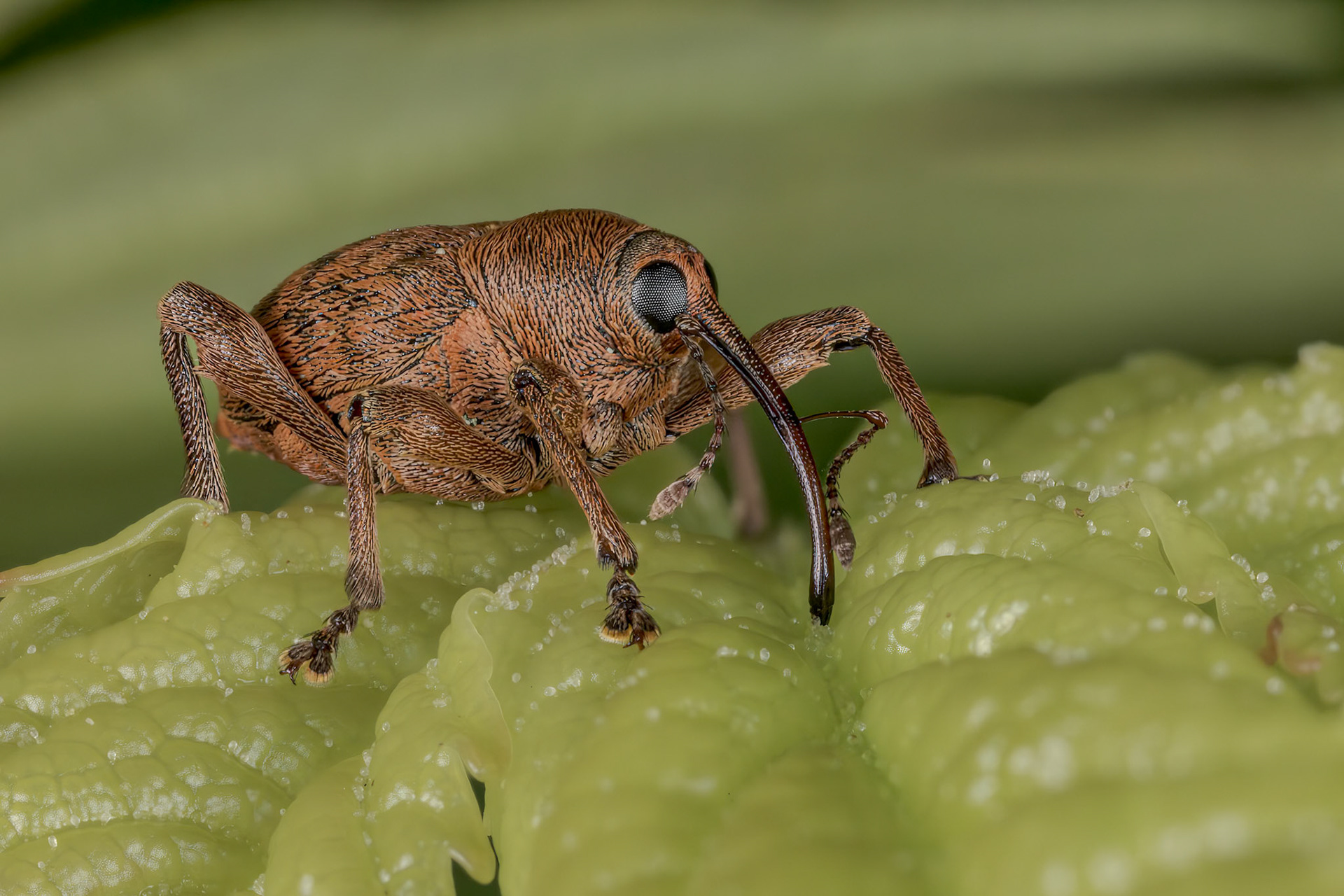 Acorn Weevil (Curculio glandium)