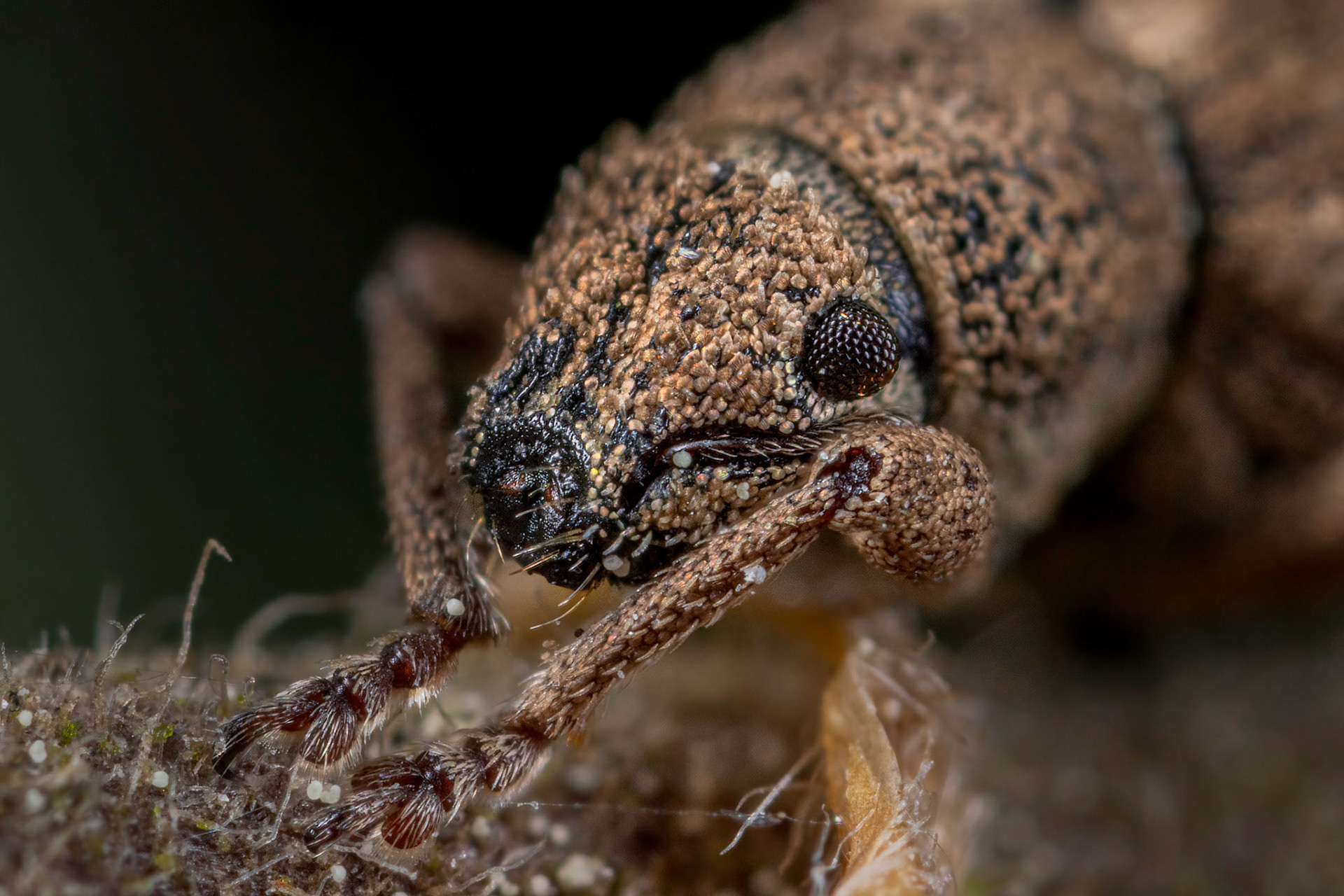 Nut Leaf Weevil (Strophosoma melanogrammum)